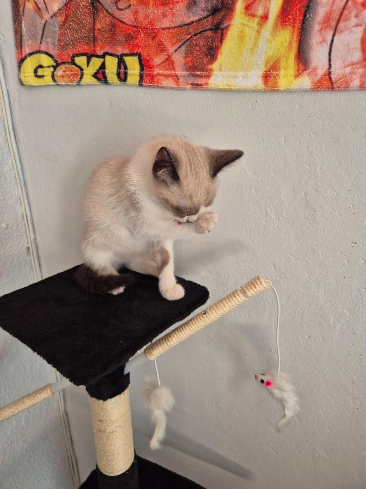 Grizouille - 27 Rue Pierre Reverdy, Narbonne