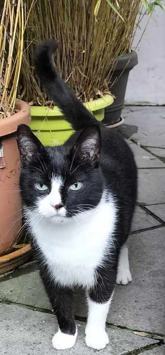 Saska - Rue de Percke, Uccle