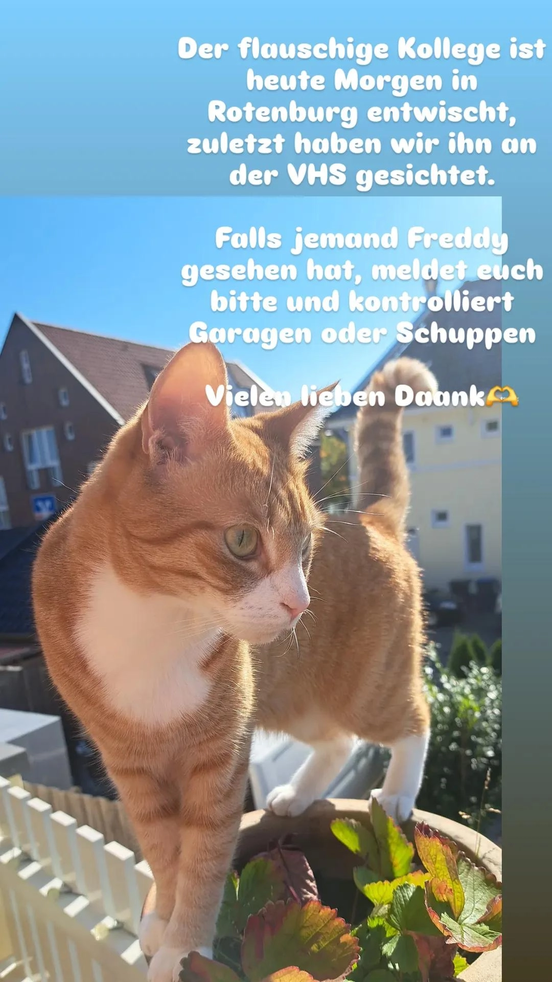 Freddy - Bergstraße, Rotenburg