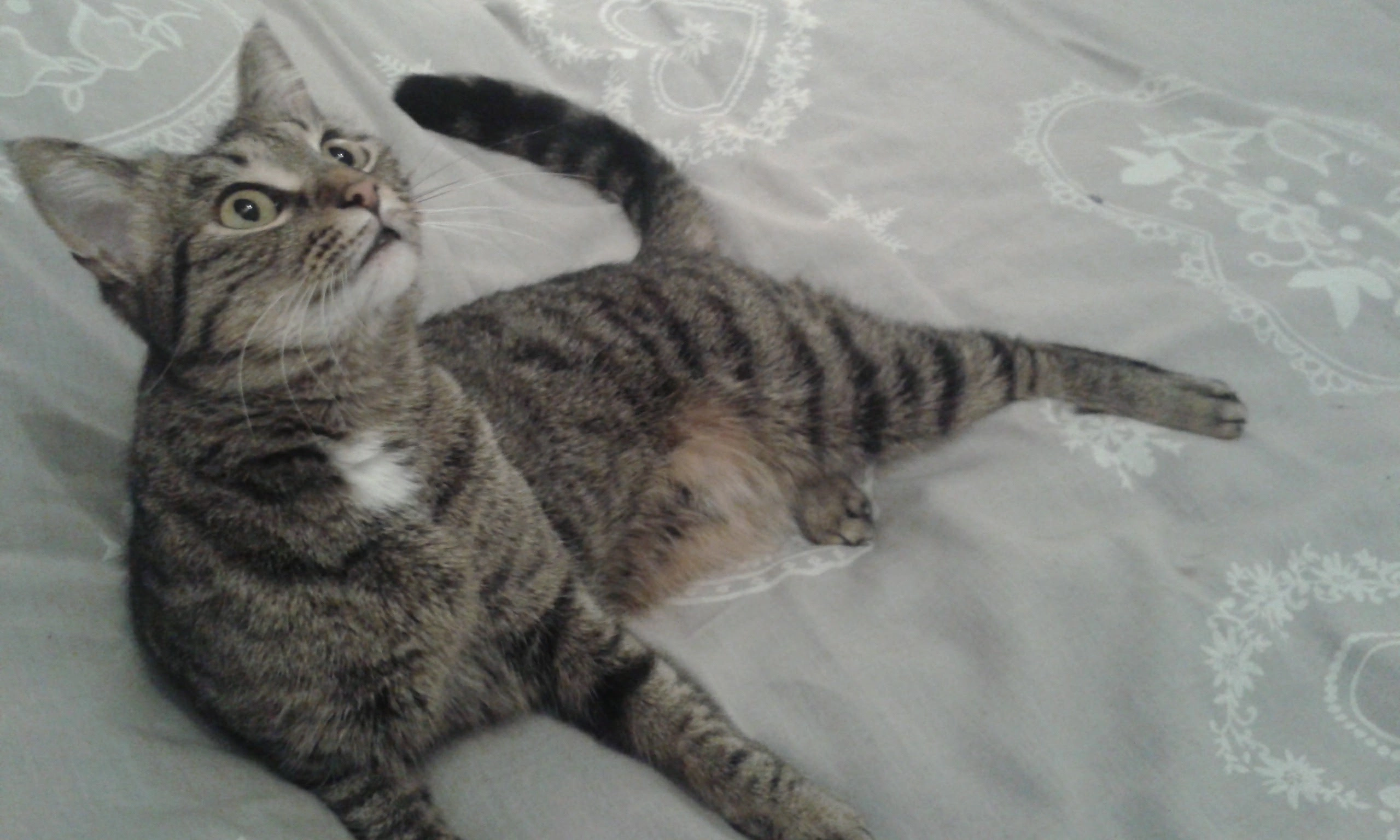  CALINE mais reponds a Pti minou - D 1e5, Notre-Dame-de-Londres