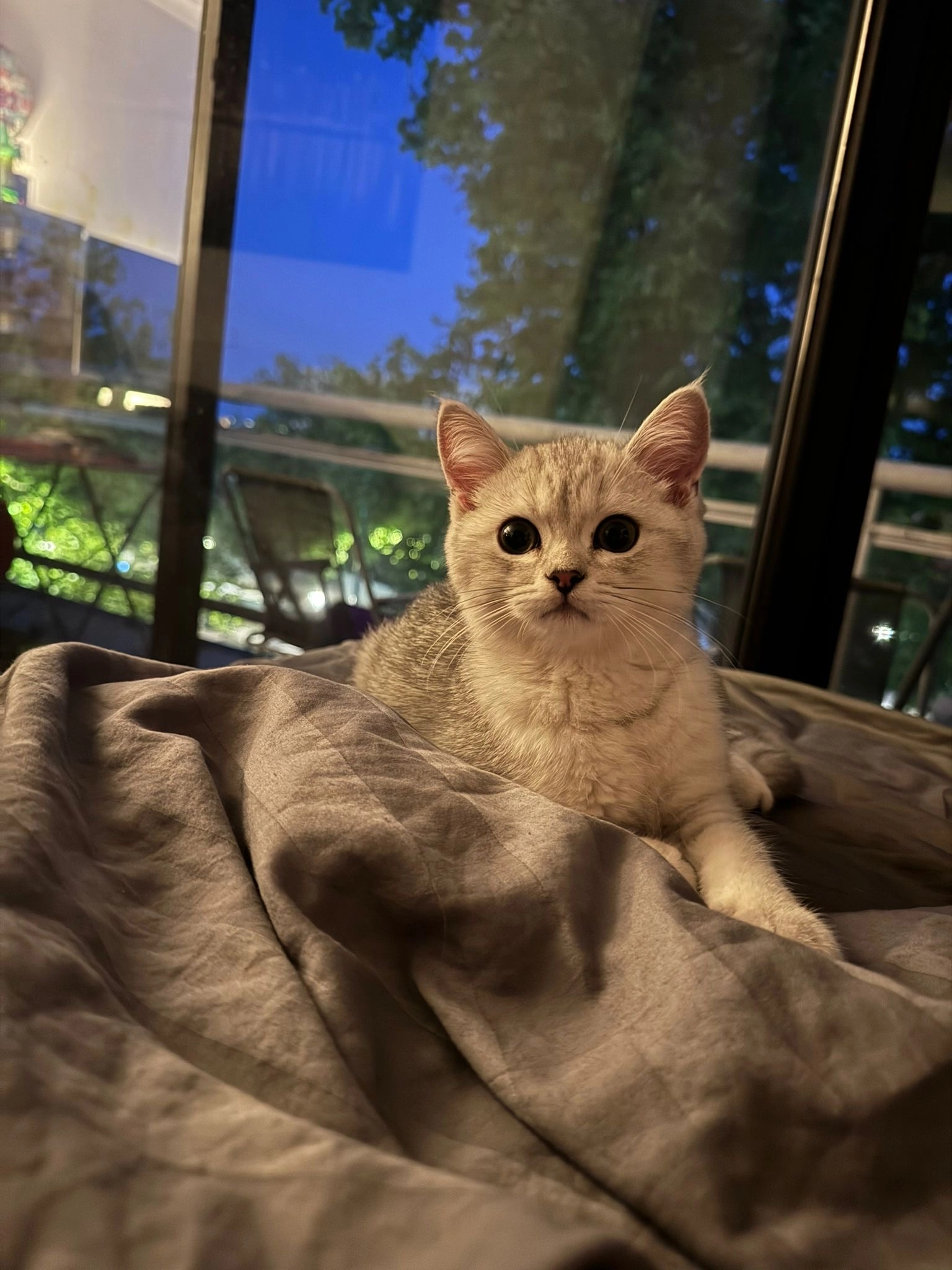 Anakin - Avenue du Laerbeek 15, Jette