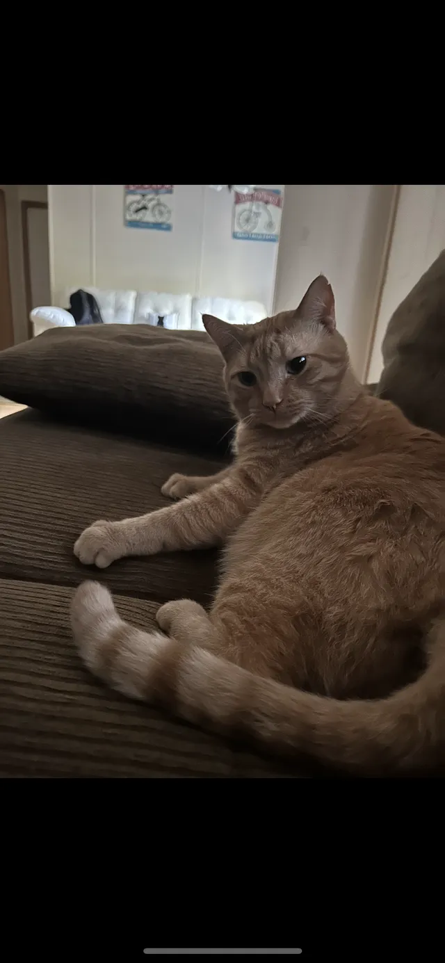 Missing Cat - 537 Township Road 1156, Chesapeake
