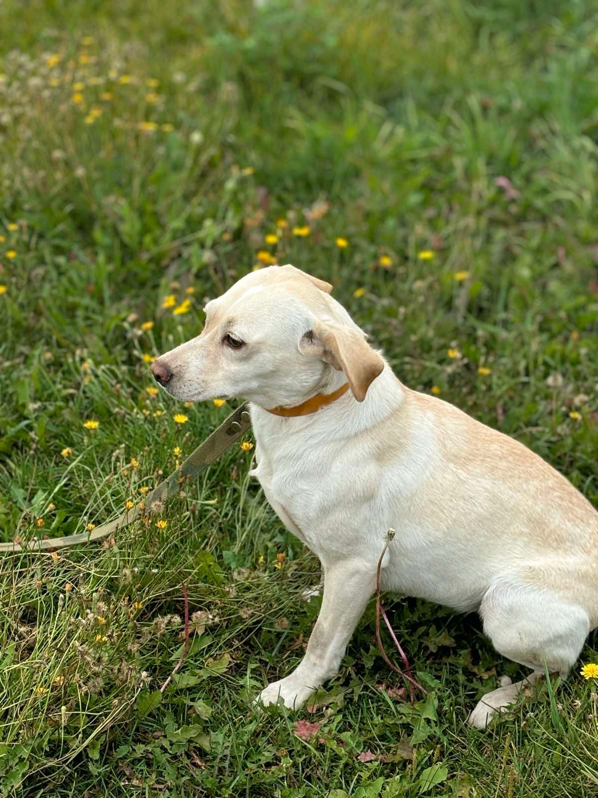 Белка - Сонечная Вуліца, Smaliavičy