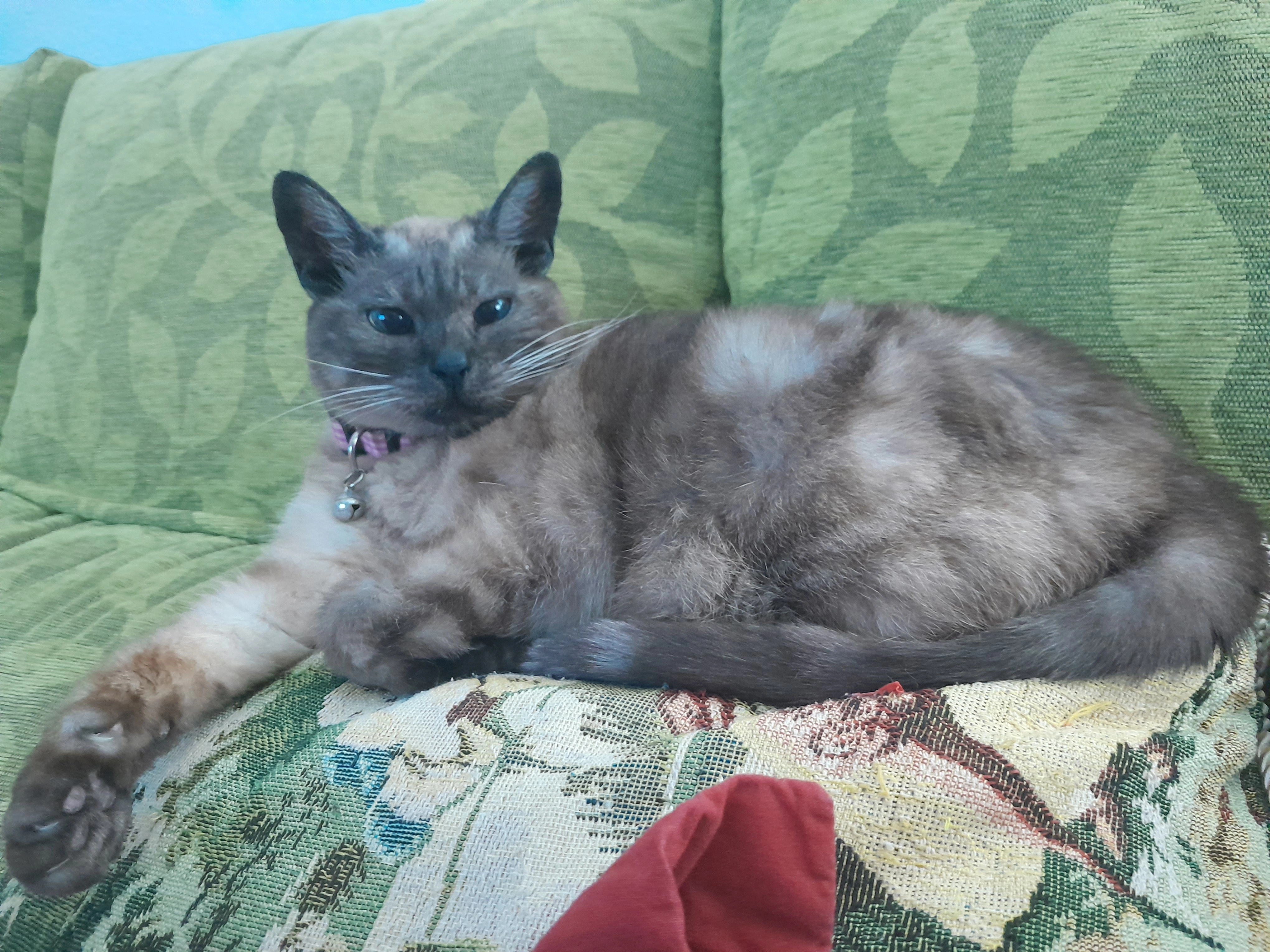 Petite (Capuchina en chip) - Calle Campo De Luna, Estepona