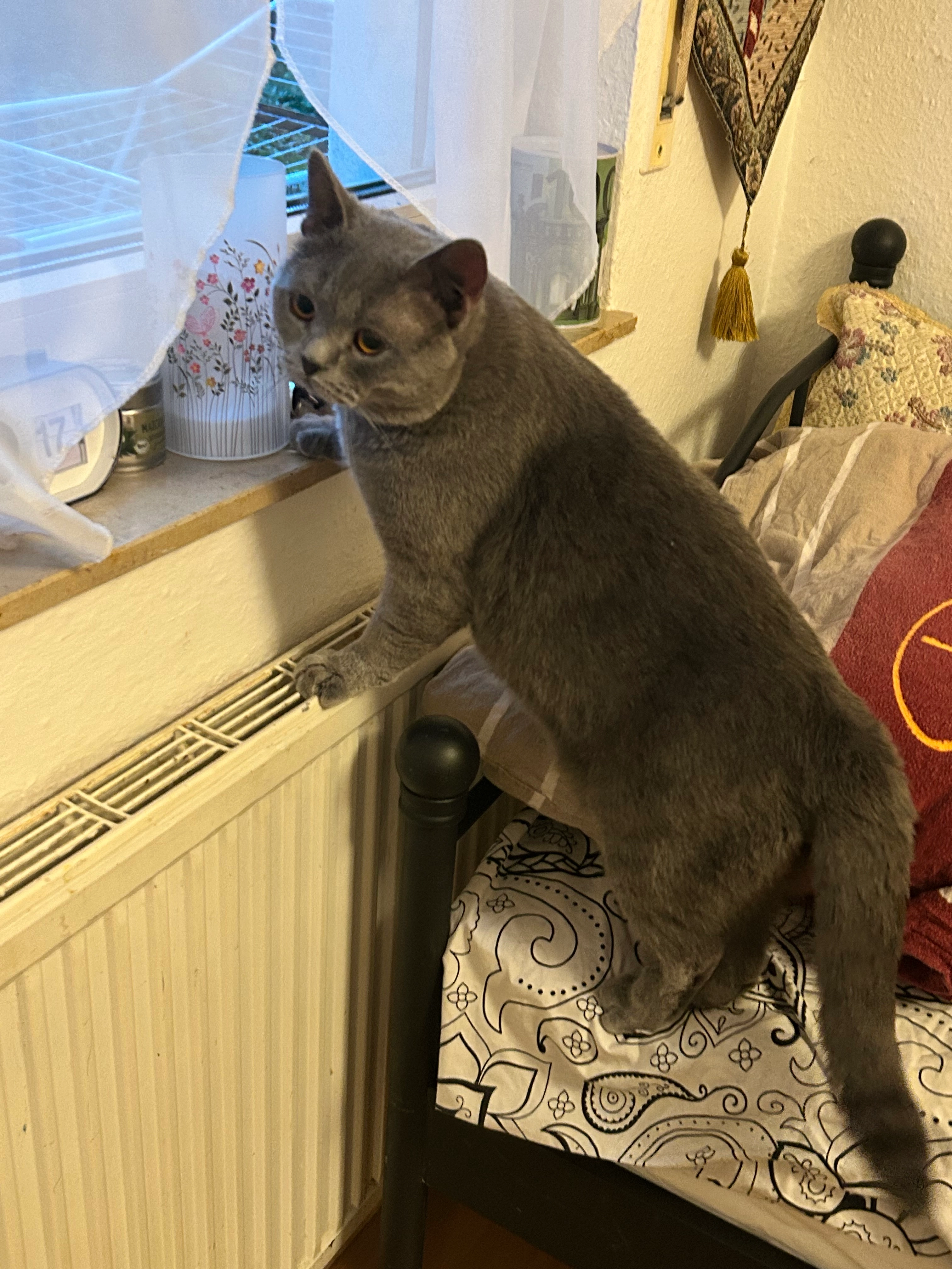 Nimo - Drachenburgstraße, Bonn