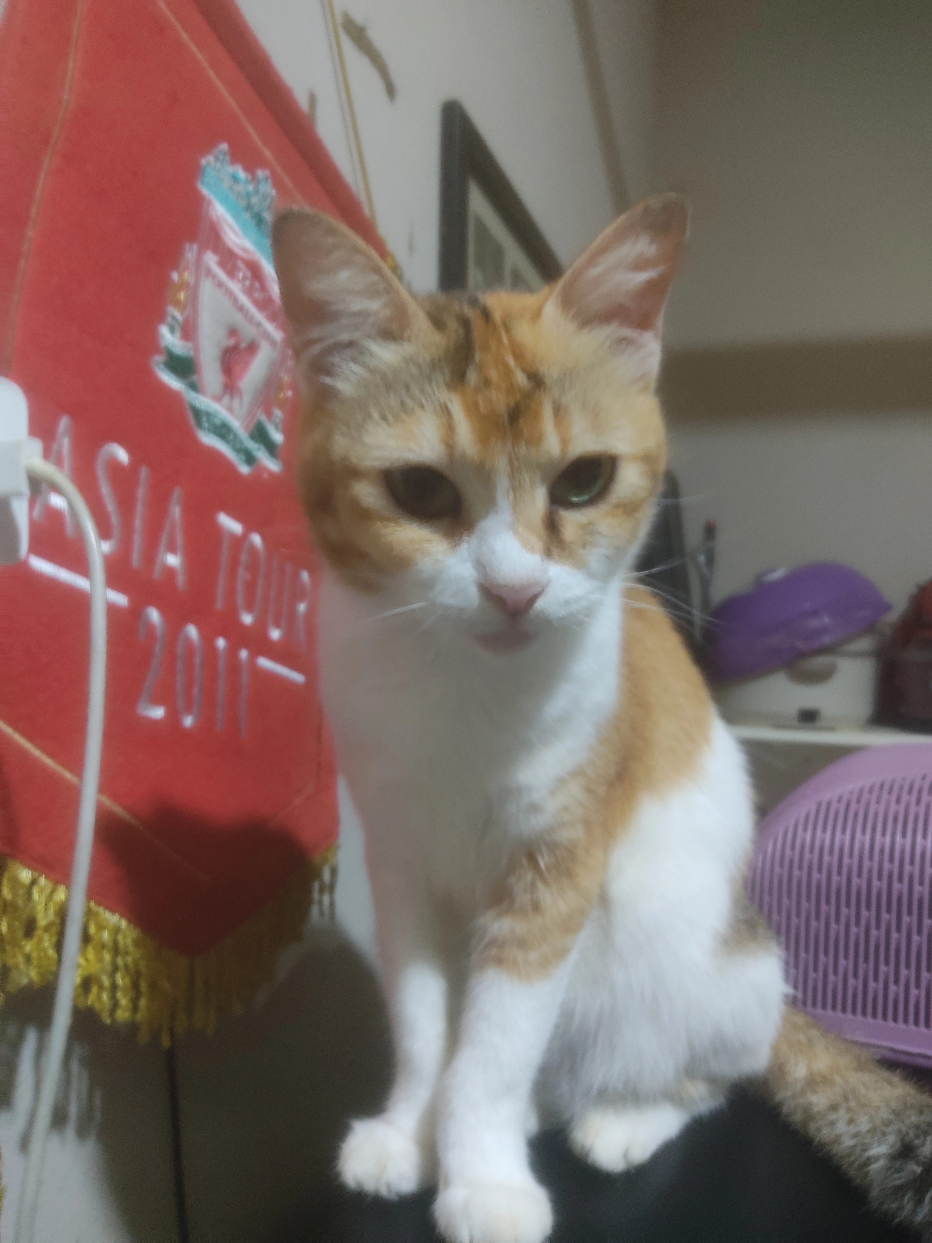 Chocolate - 31350, Ipoh