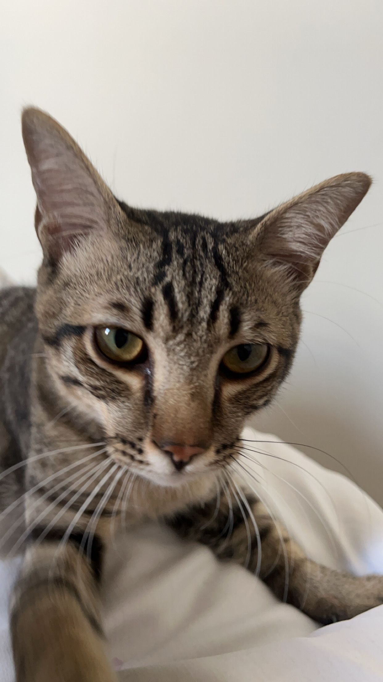 popiah  - 63000, Cyberjaya