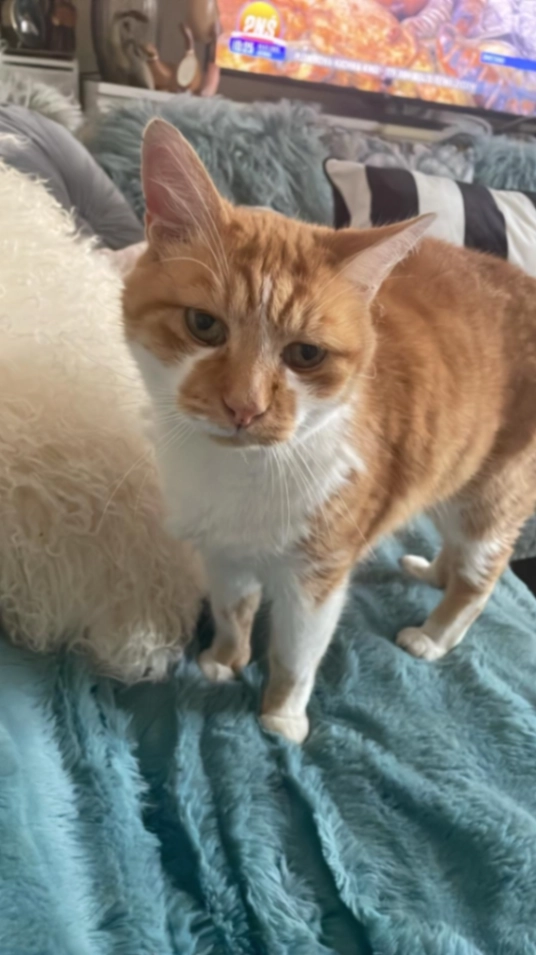 Ginger - Green Lane, Ilford