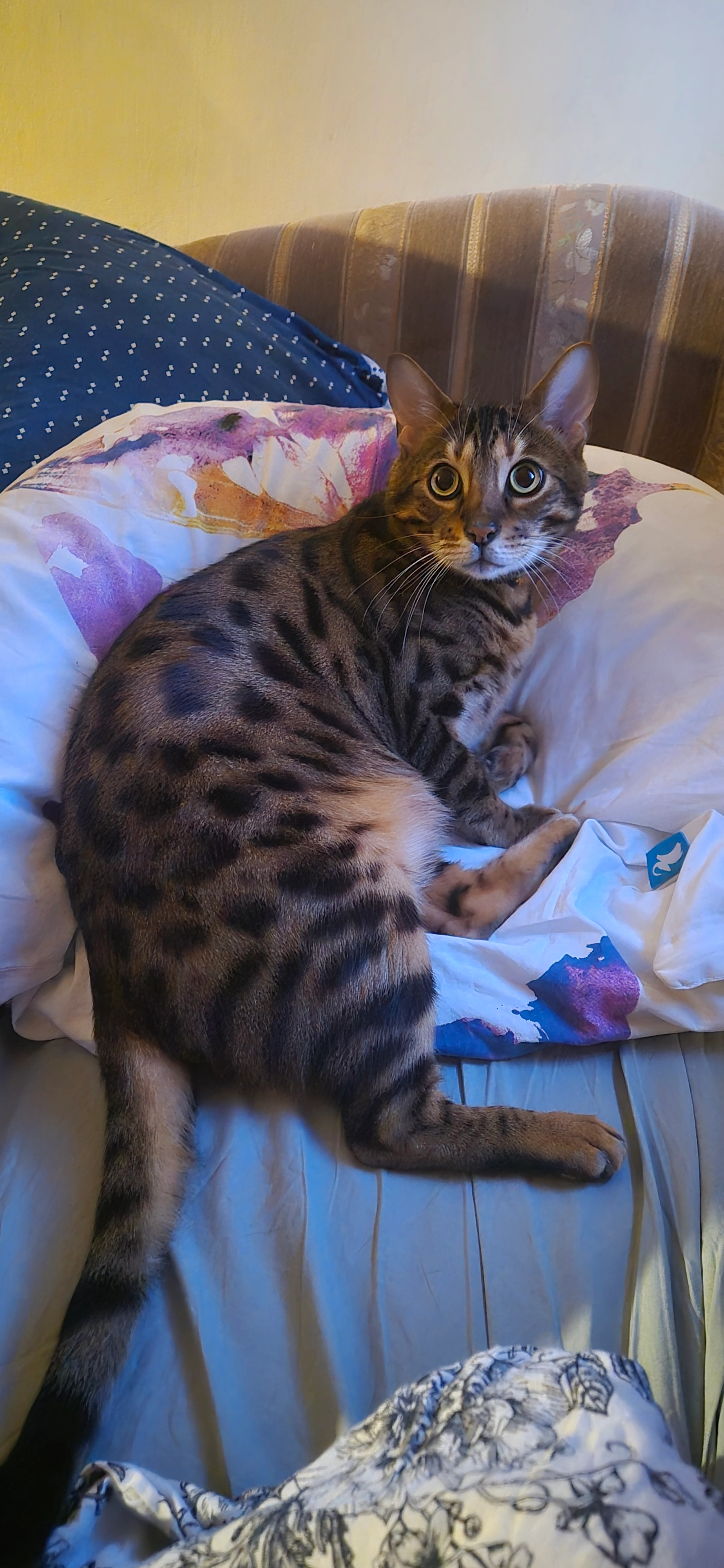 Gera - Geodetów 12, Warszawa