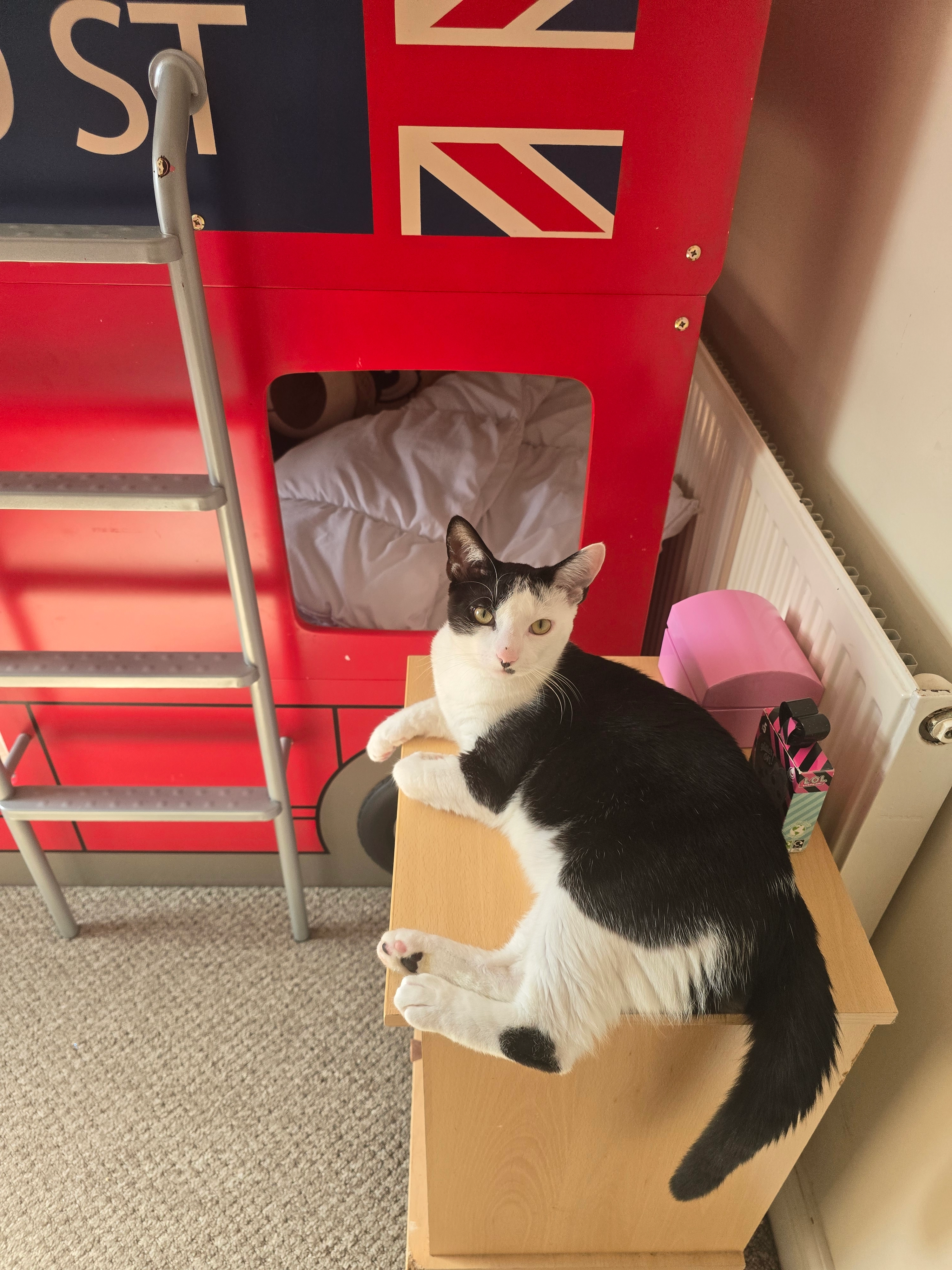 Loki - Enstone Garth, Hull