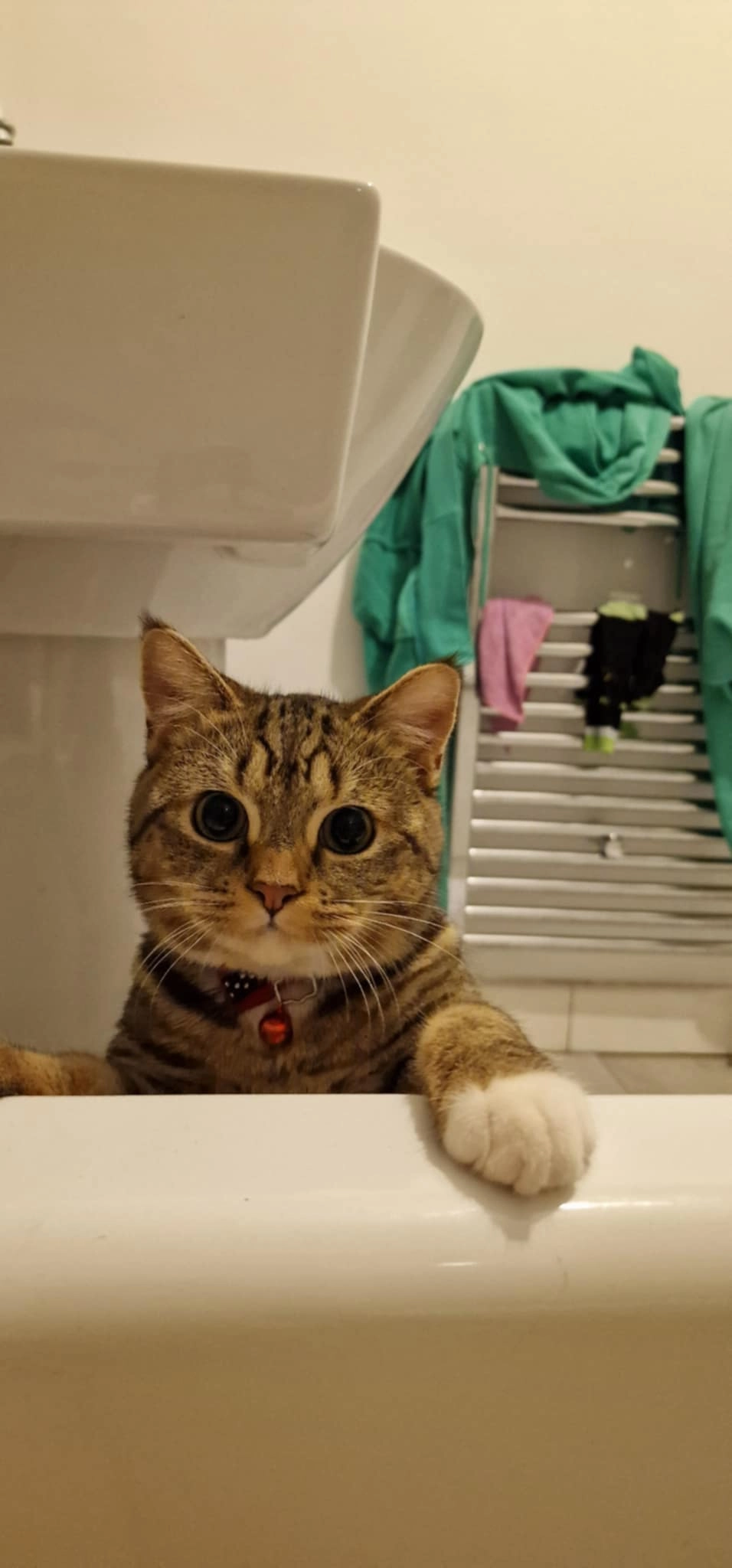 Papucel - London Road, Stockport