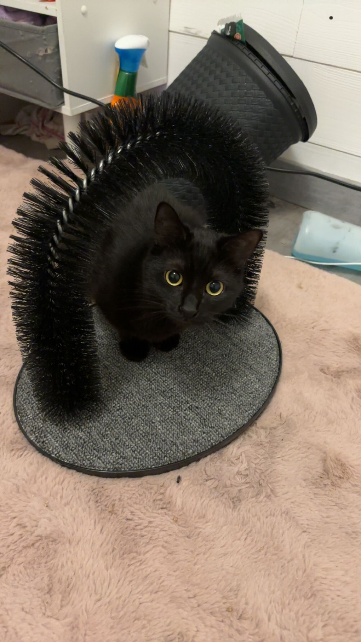 Milo - Rue Gilbert Brutus, Le Soler