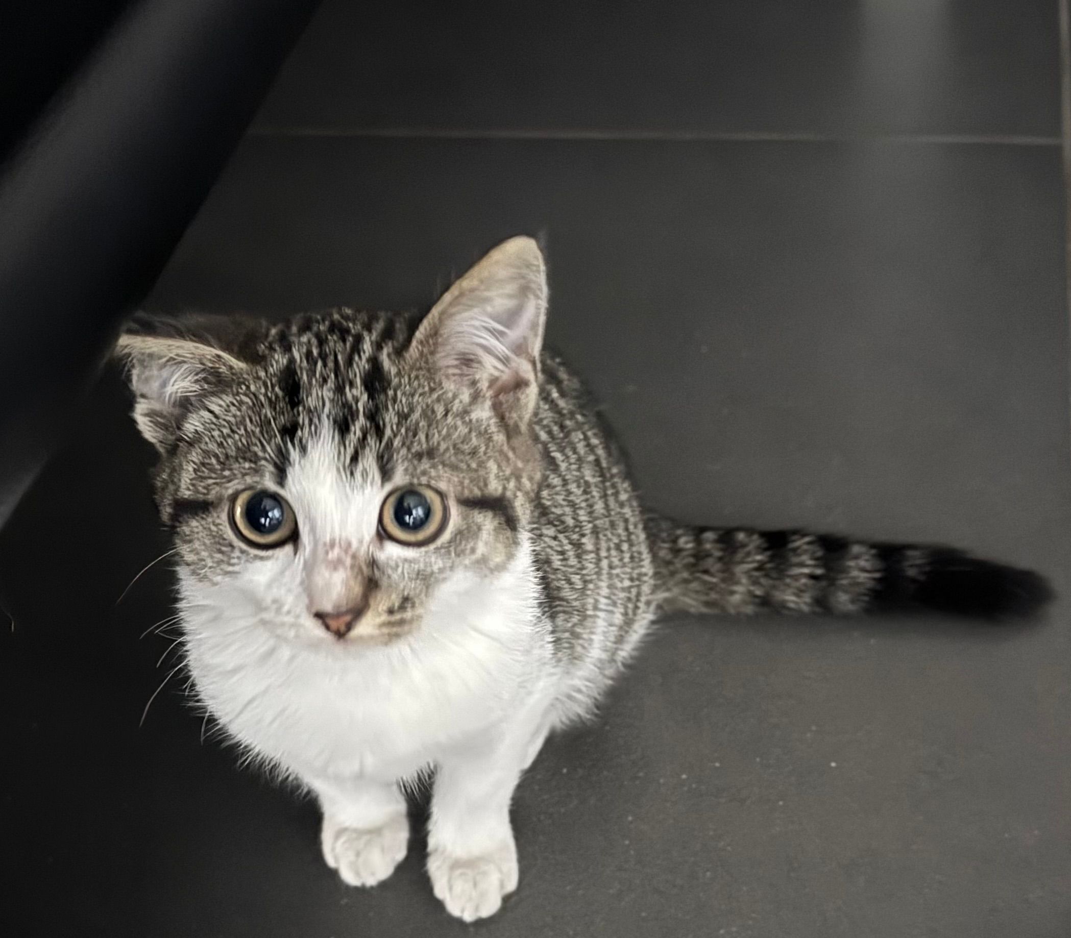 Mielu  - Wirtsgrund, Coburg