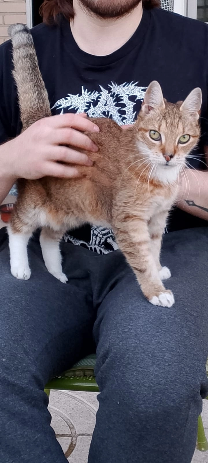 Gechis - Carrer del Mestre Nicolau, Viladecavalls