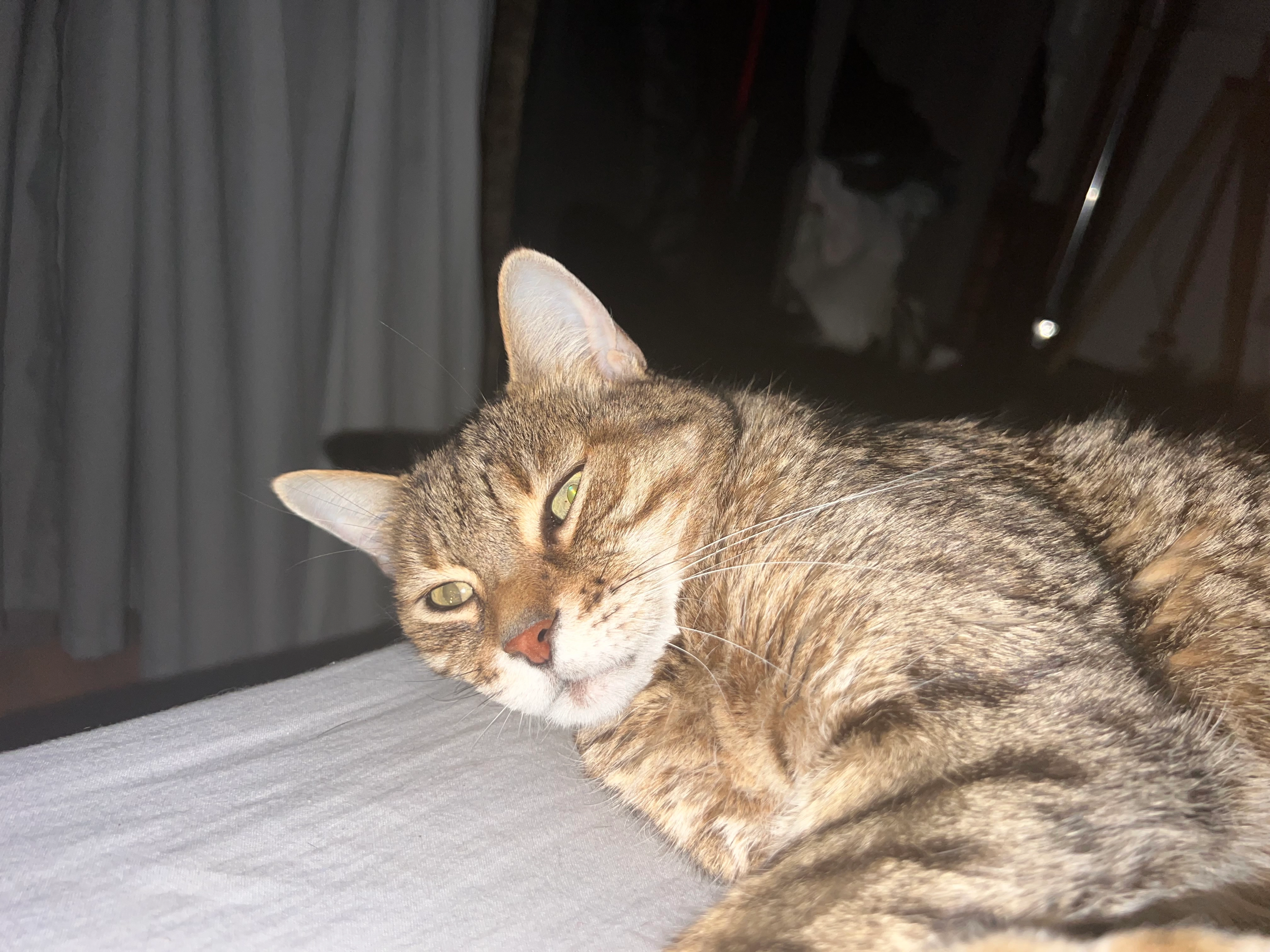 Tigrou - Cour de la Guette, Claye-Souilly