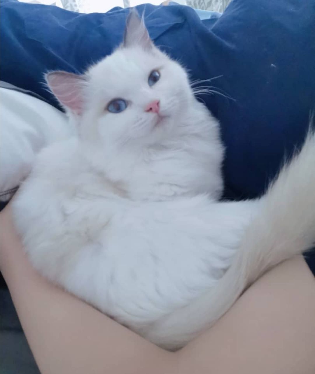 chanel - 11700, Gelugor