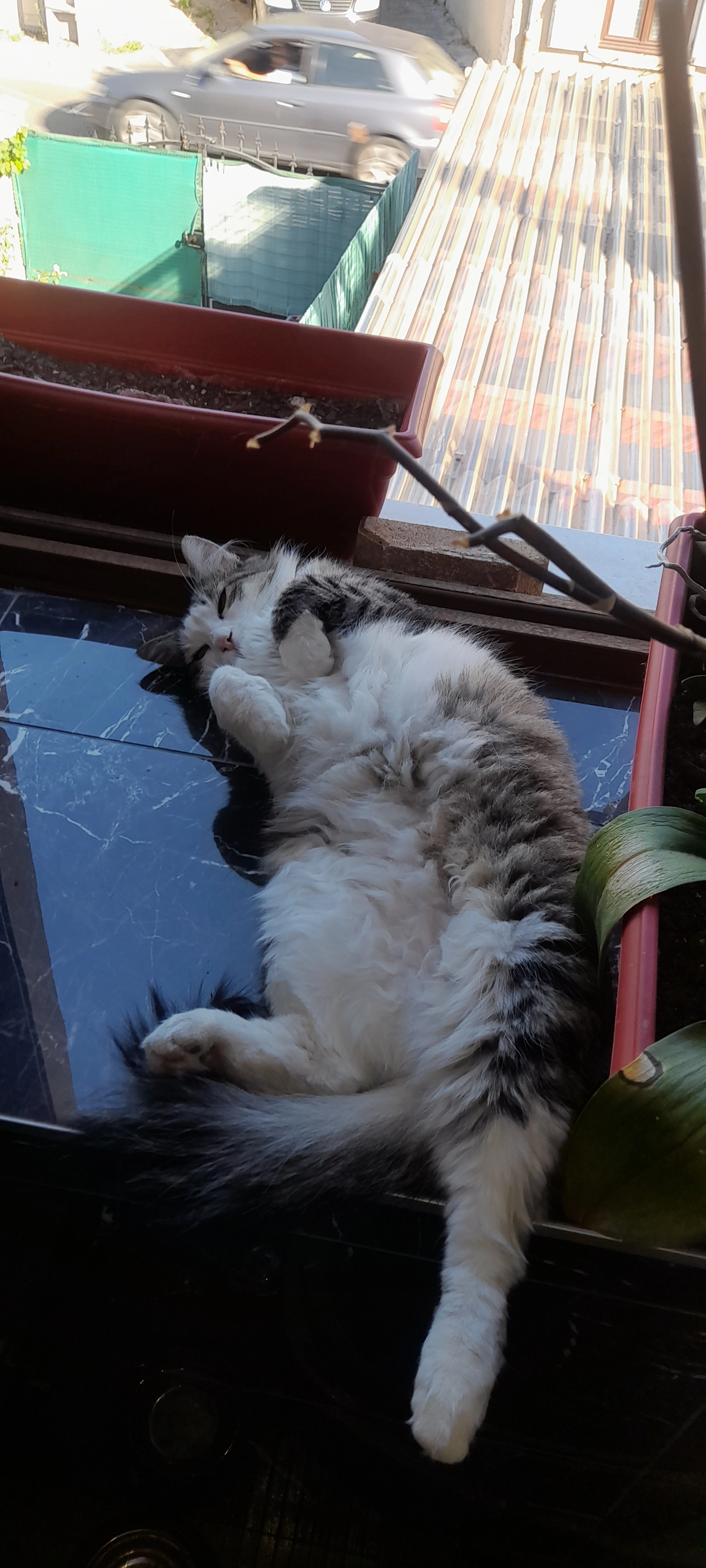 Mimi - Rue Giffard, Pont-de-Chéruy