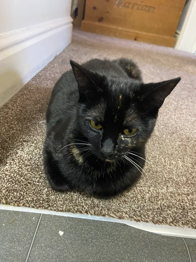 Raisin - Seaford Street, Shelton