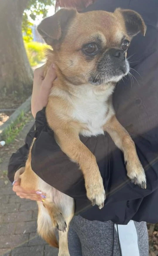 Roméo  - Avenue Henri Dewiest, Courcelles