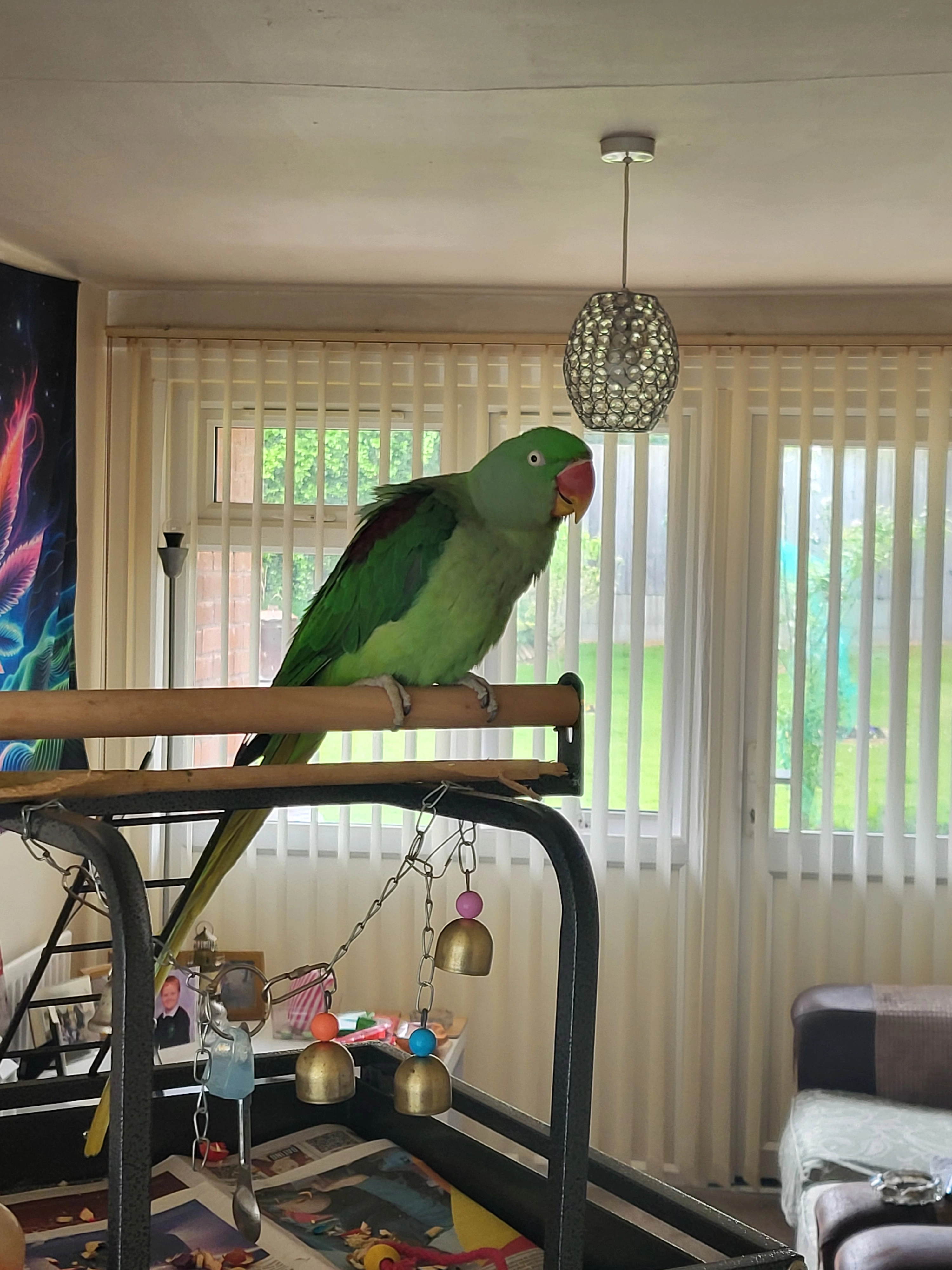 Alex - Cordingley Way, Telford