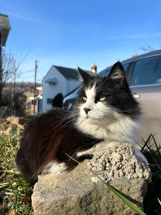 Roxy - Tate Ave, Cleveland