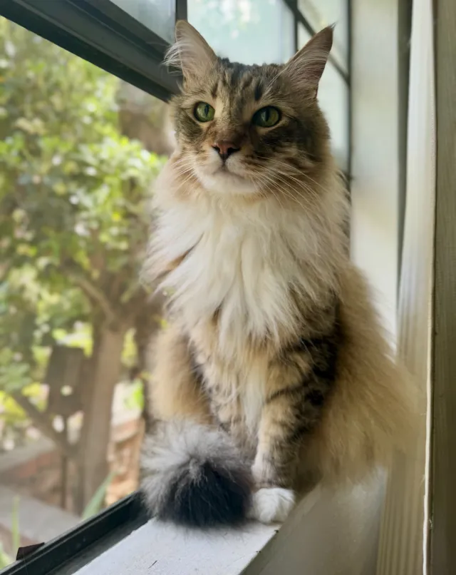Leo - Monte Carlo Drive, Santa Ana