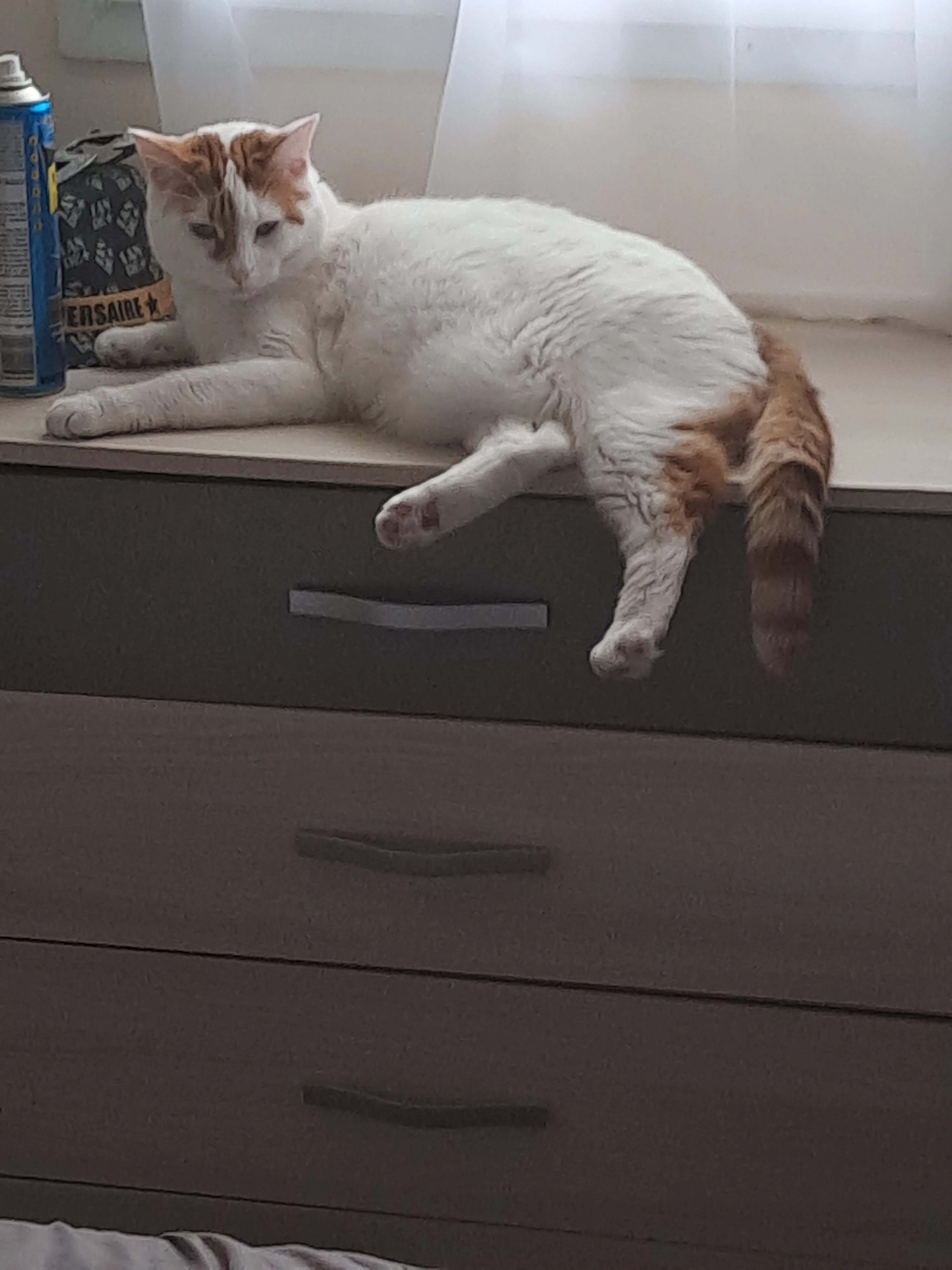 Puma - 477 Rue Jules Mousseron, Bouchain