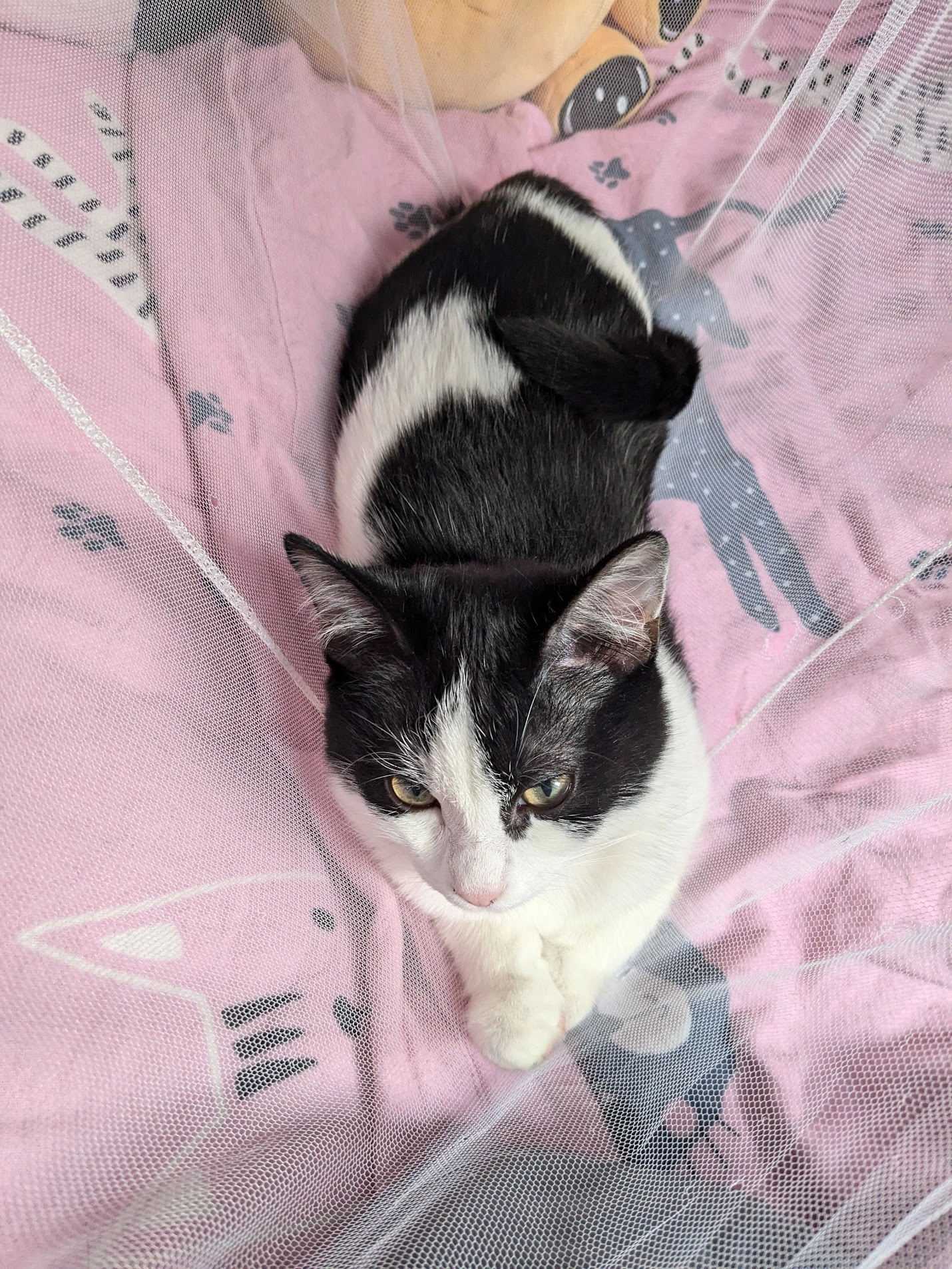 Bella - Gerhard-Hilling-Straße, Lingen