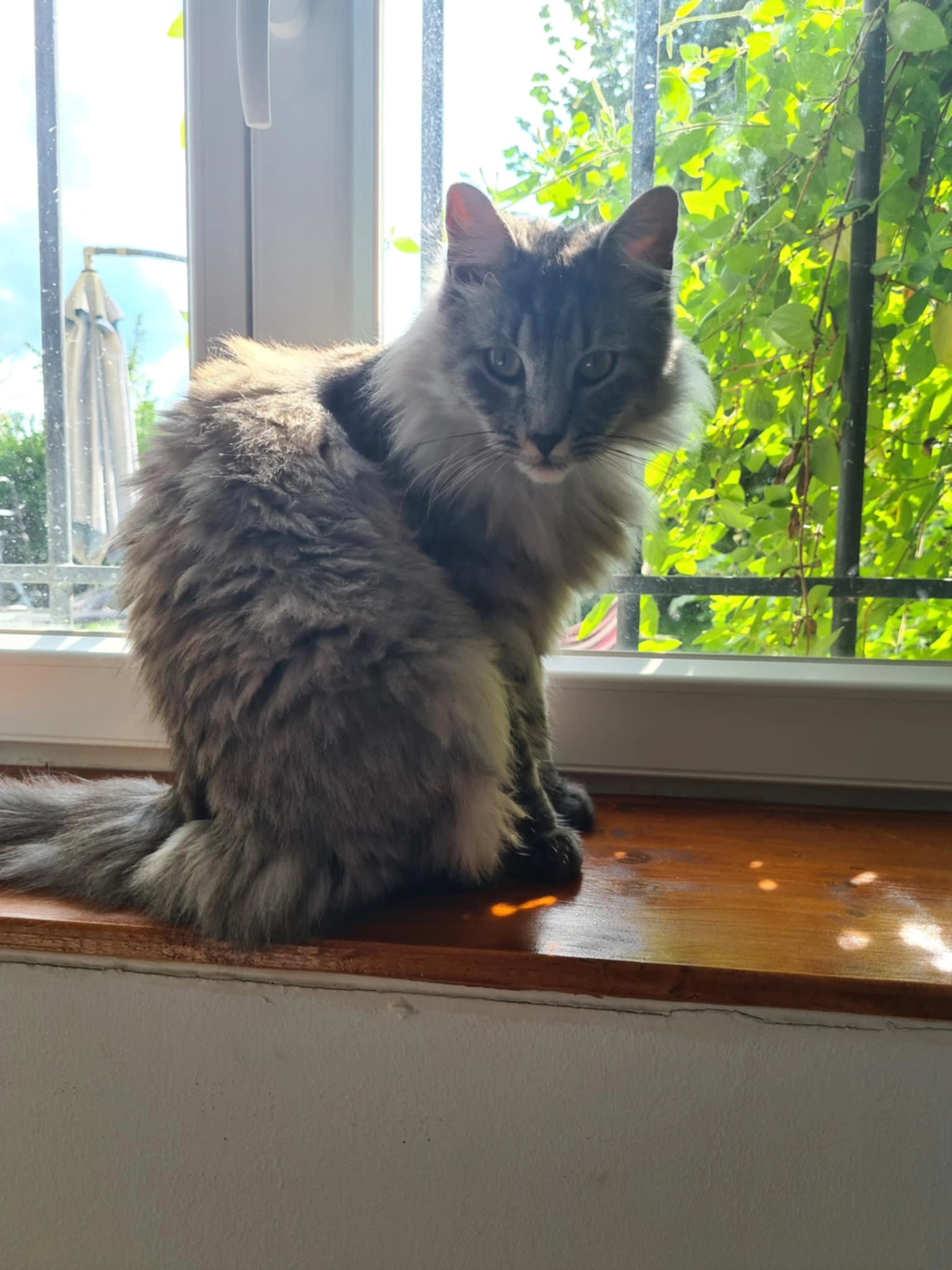 Grisou - 14 Rue Notre-Dame, Melun