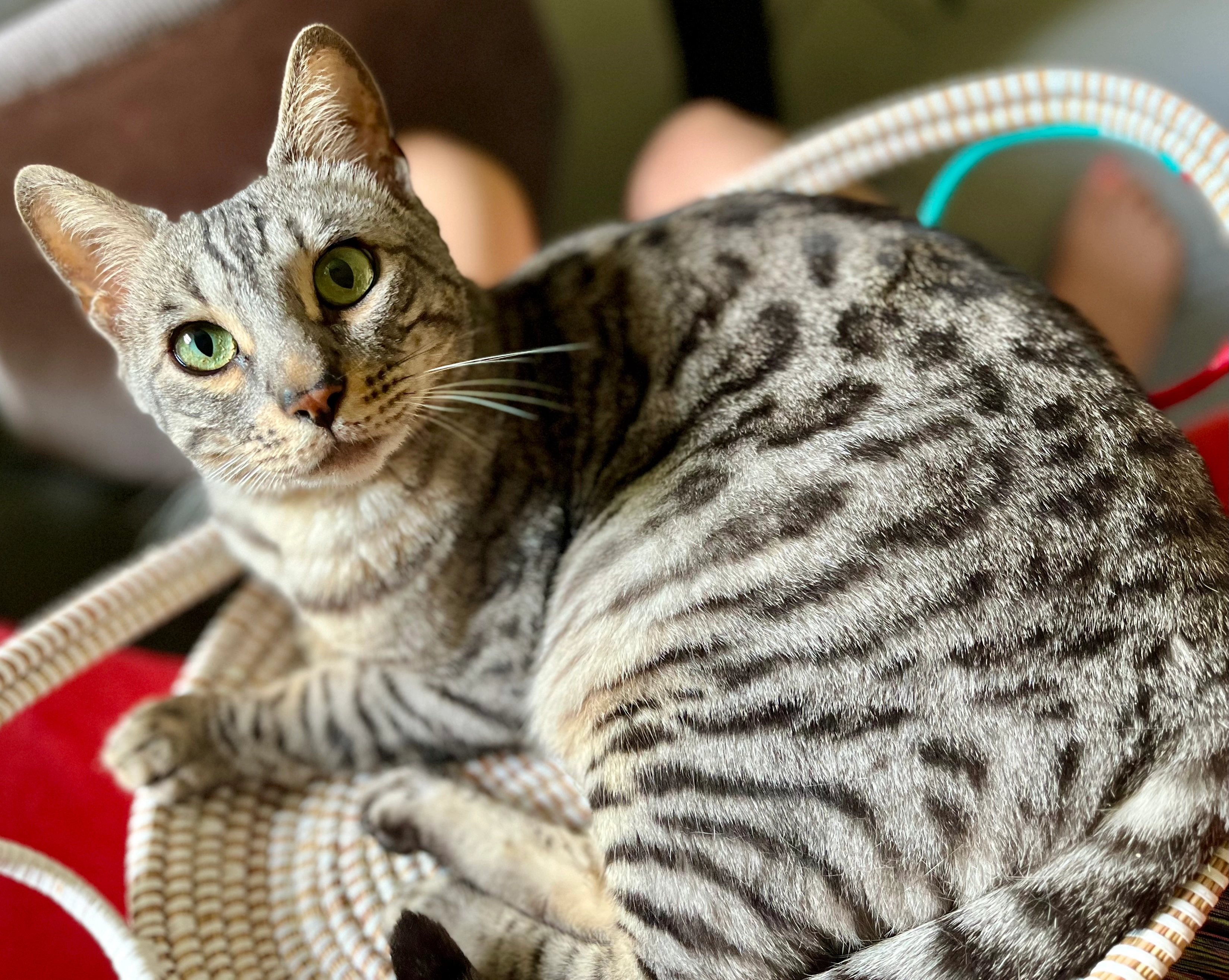 Spicy - Prießnitzstraße, Nürnberg