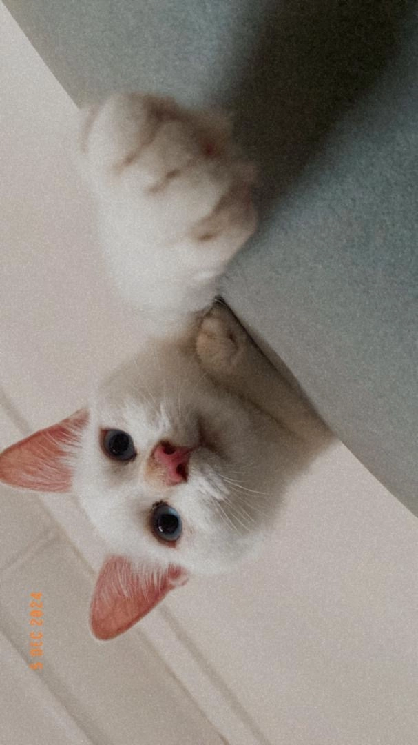 Roan - 48000, Rawang