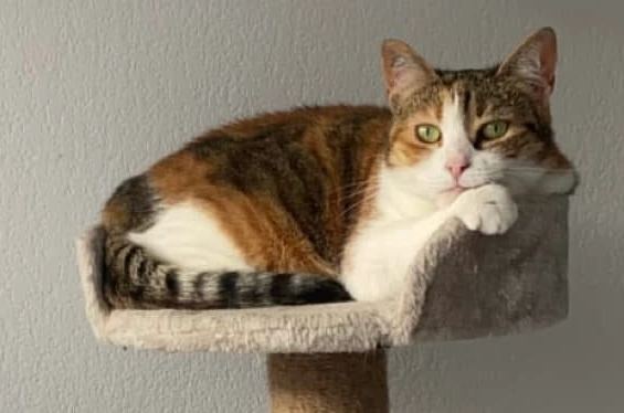 Hestia - Avenue Henri Guillaumet, Cornebarrieu