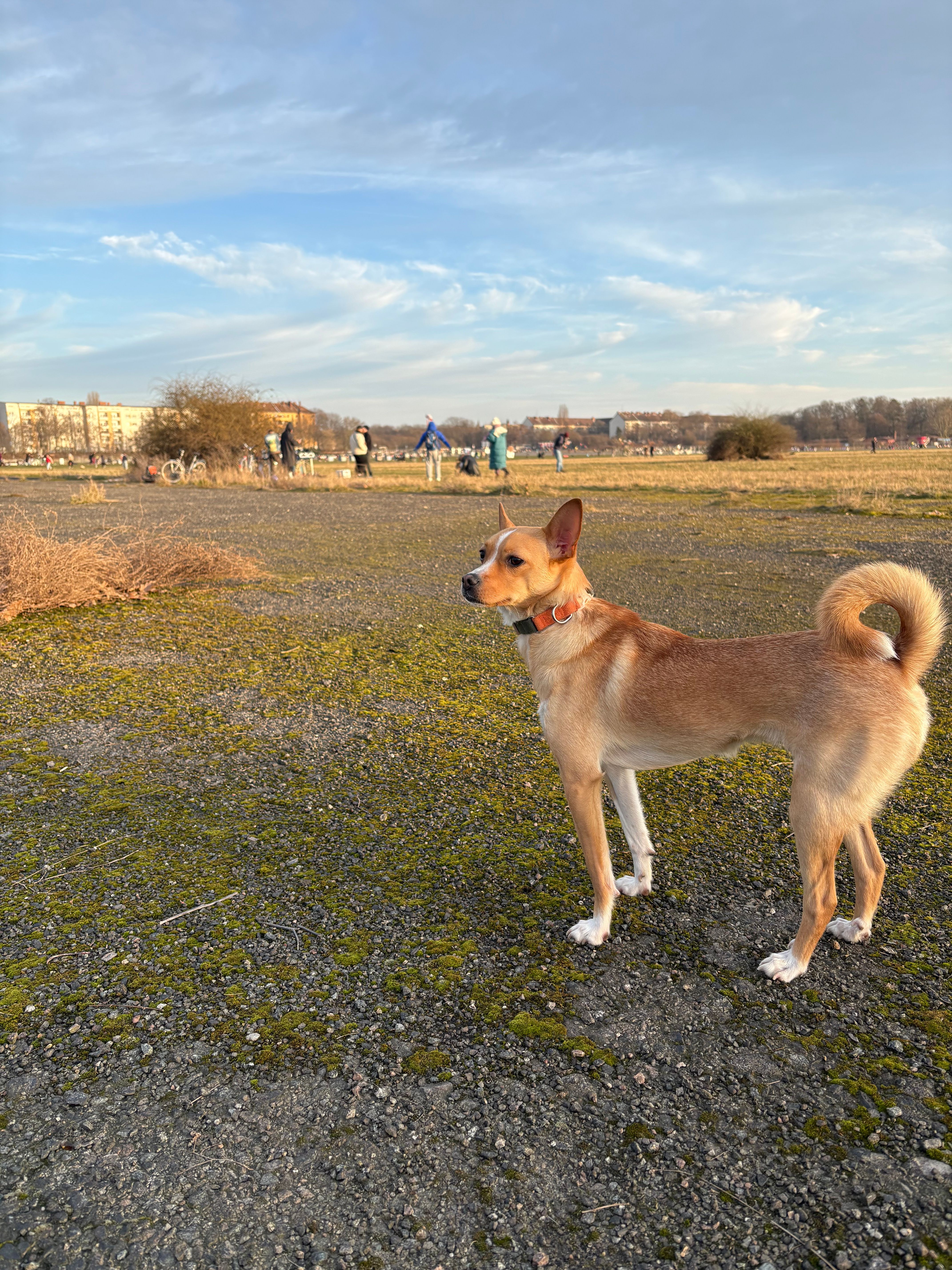 Lischka - Alt-Treptow, Berlin