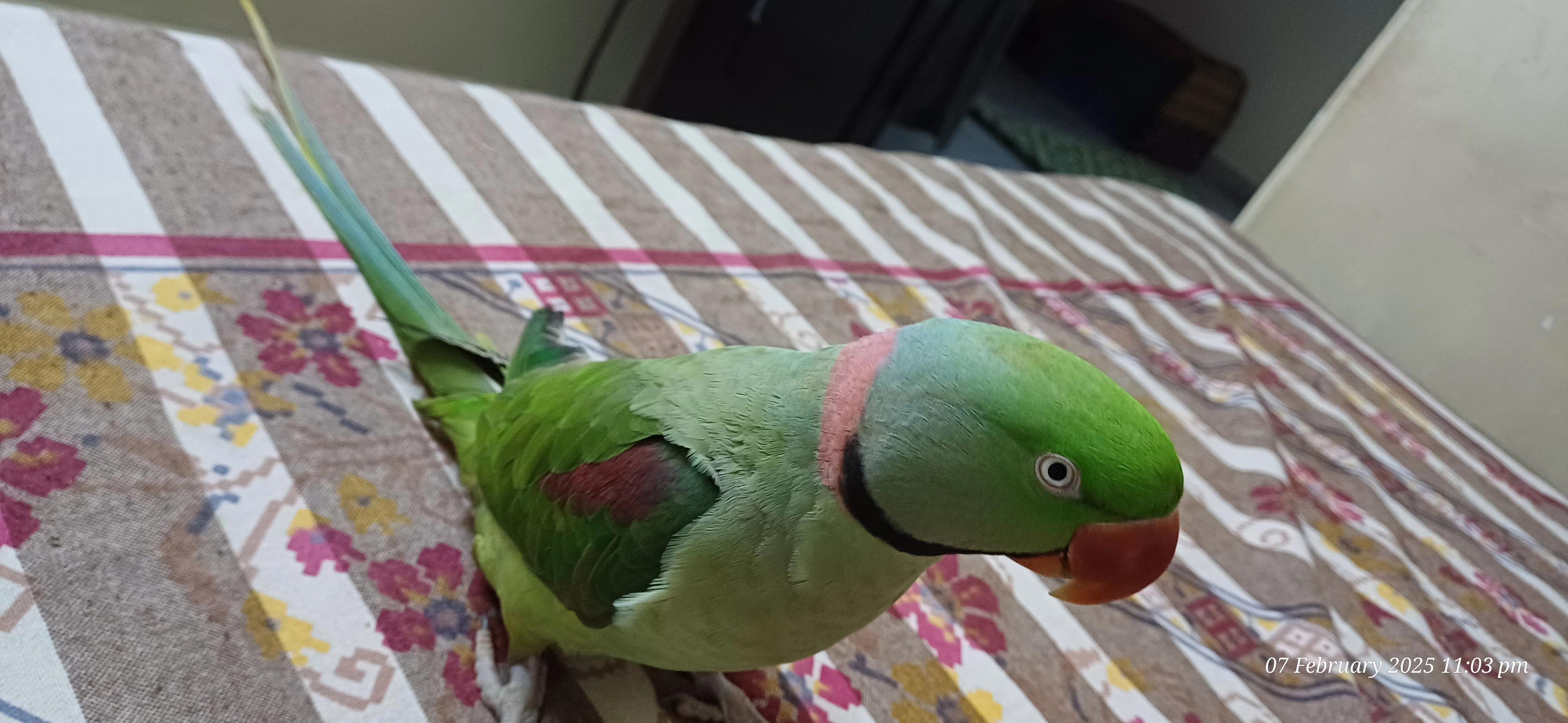 Pogo - 110092, Pandav Nagar