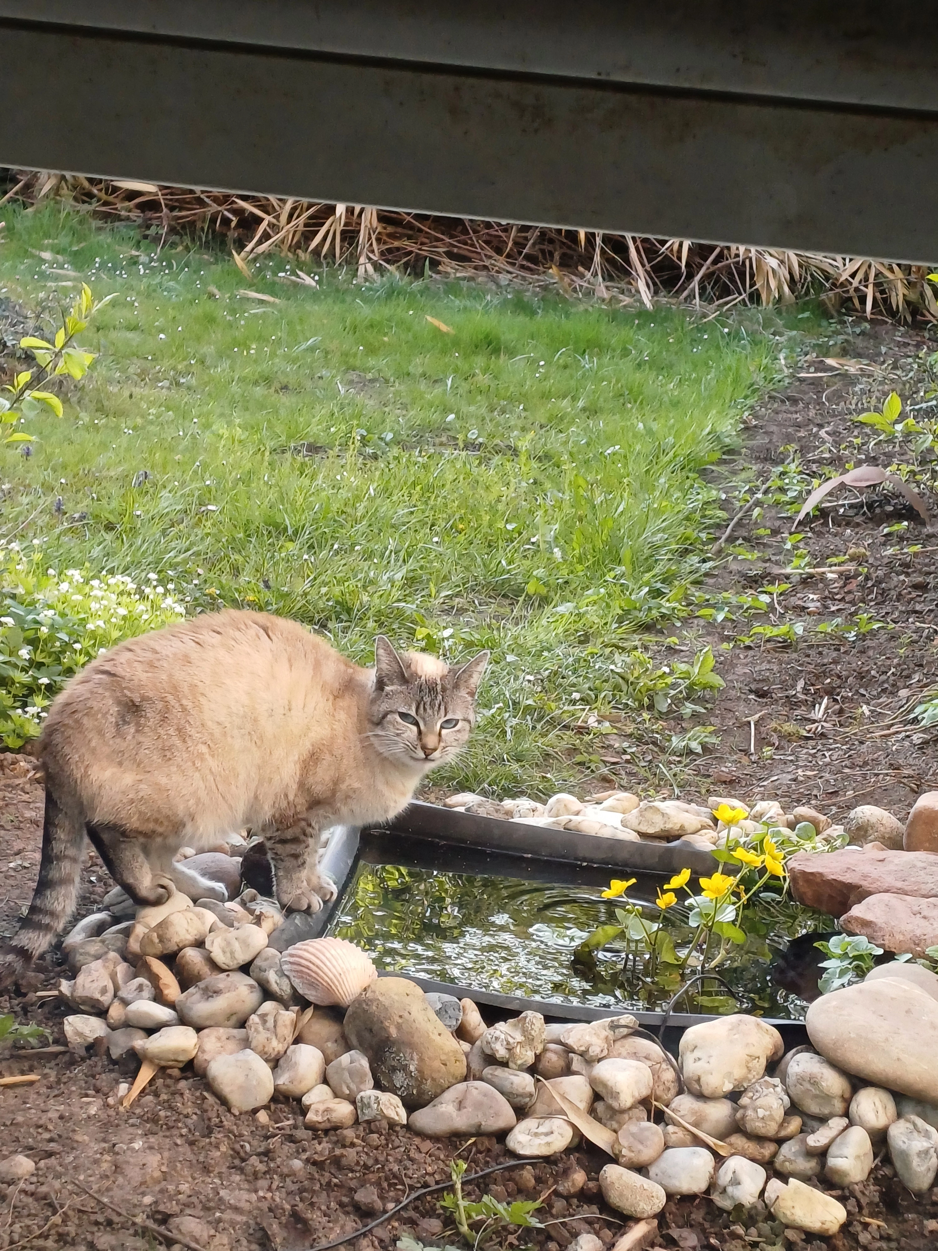 Dimka - Gottlob-Schneider-Straße, Ettlingen