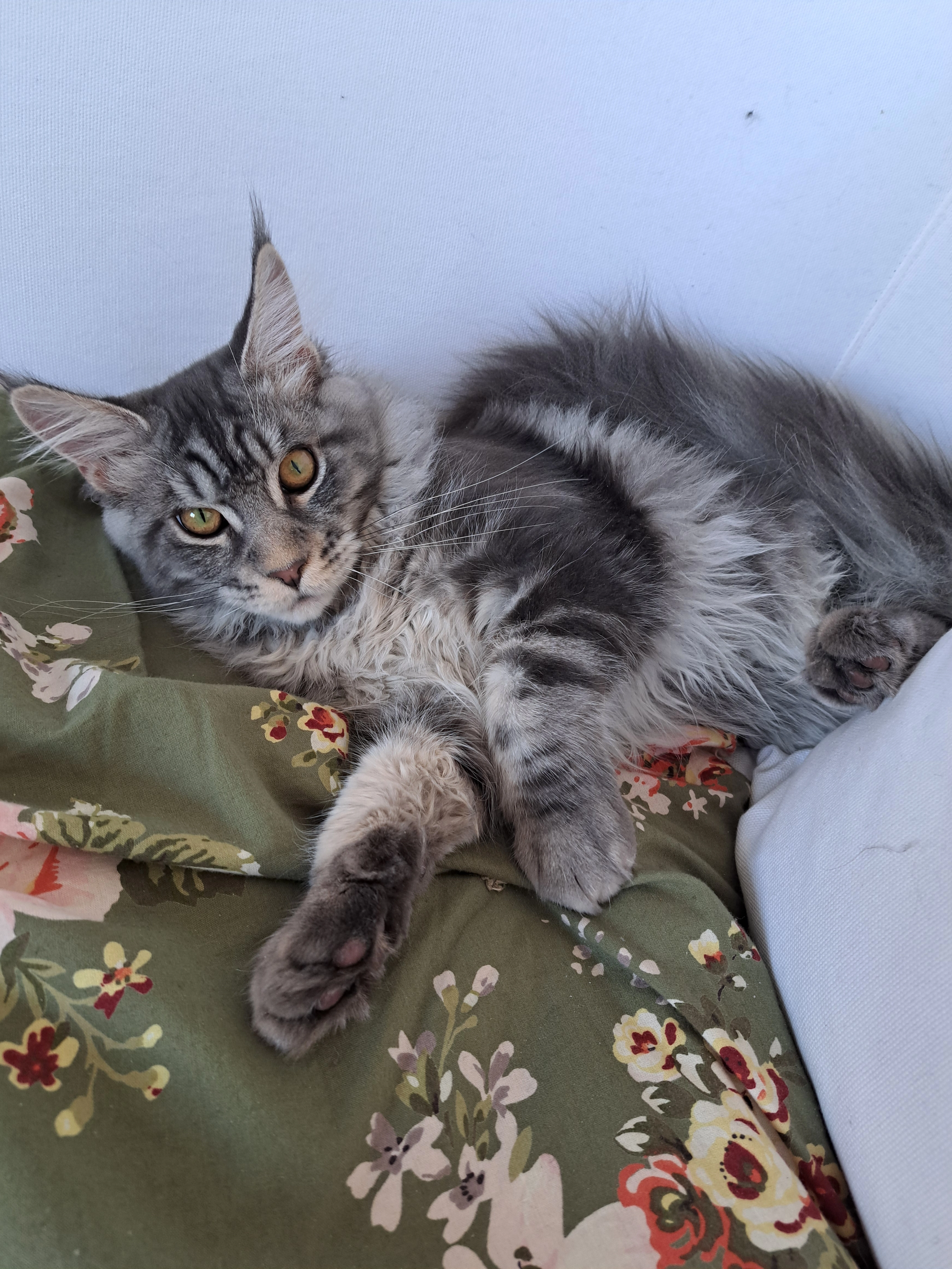 Jules  - Résidence Plein Sud, Bellerive-sur-Allier