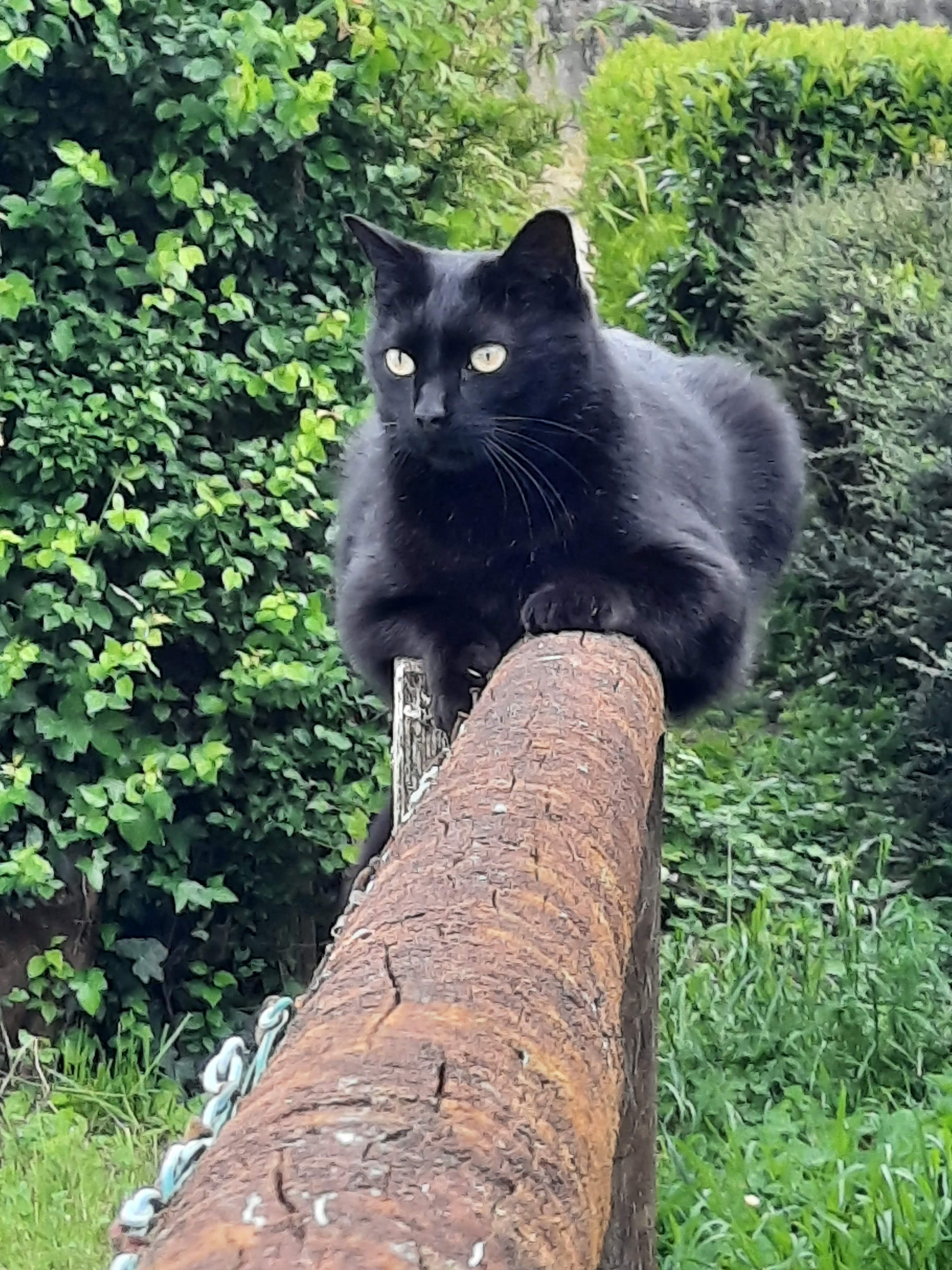 Reglisse - Route Des Davids, Saint-Paul