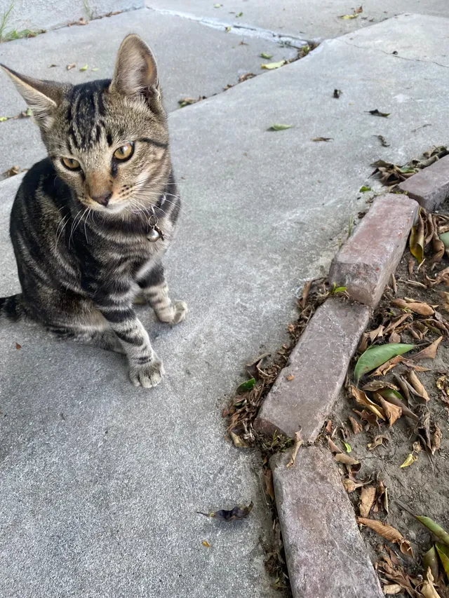 Billie but he’s not used to it - 810 W Spruce St, Compton