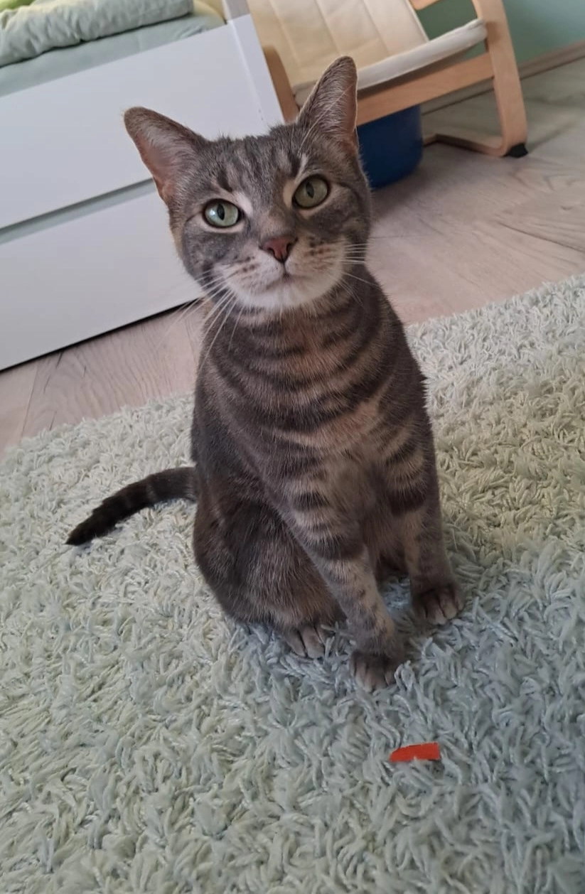 Willy - Am Wald 4, Gornau/Erzgebirge