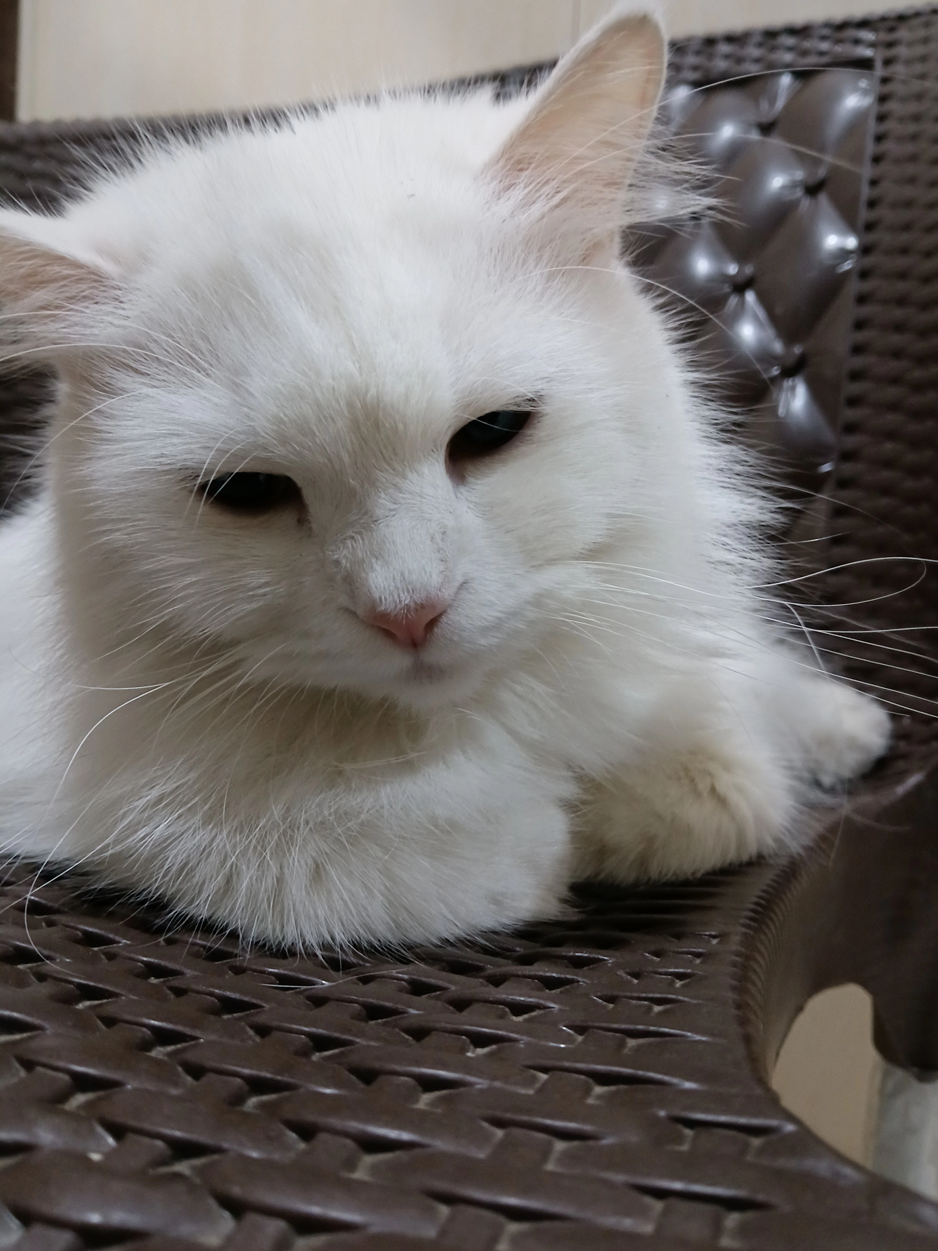 Stella - Gohawa, Lahore