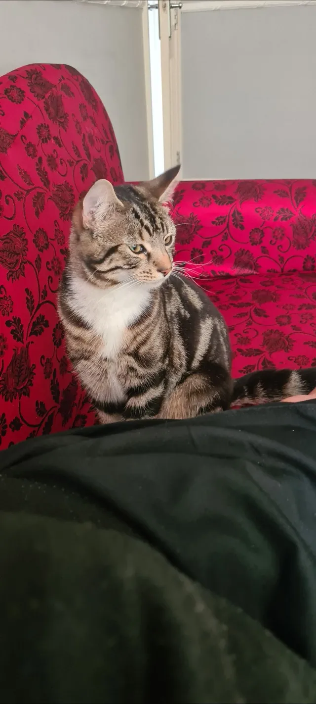Billa - Willow Drive, Sheffield