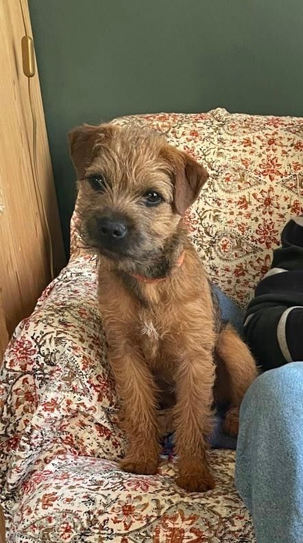 Mungo  - Woodlands Road, Ipswich