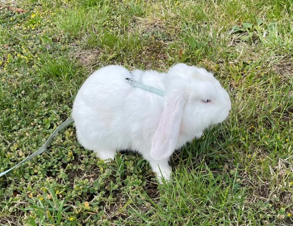 Otto - 209, Nová Role