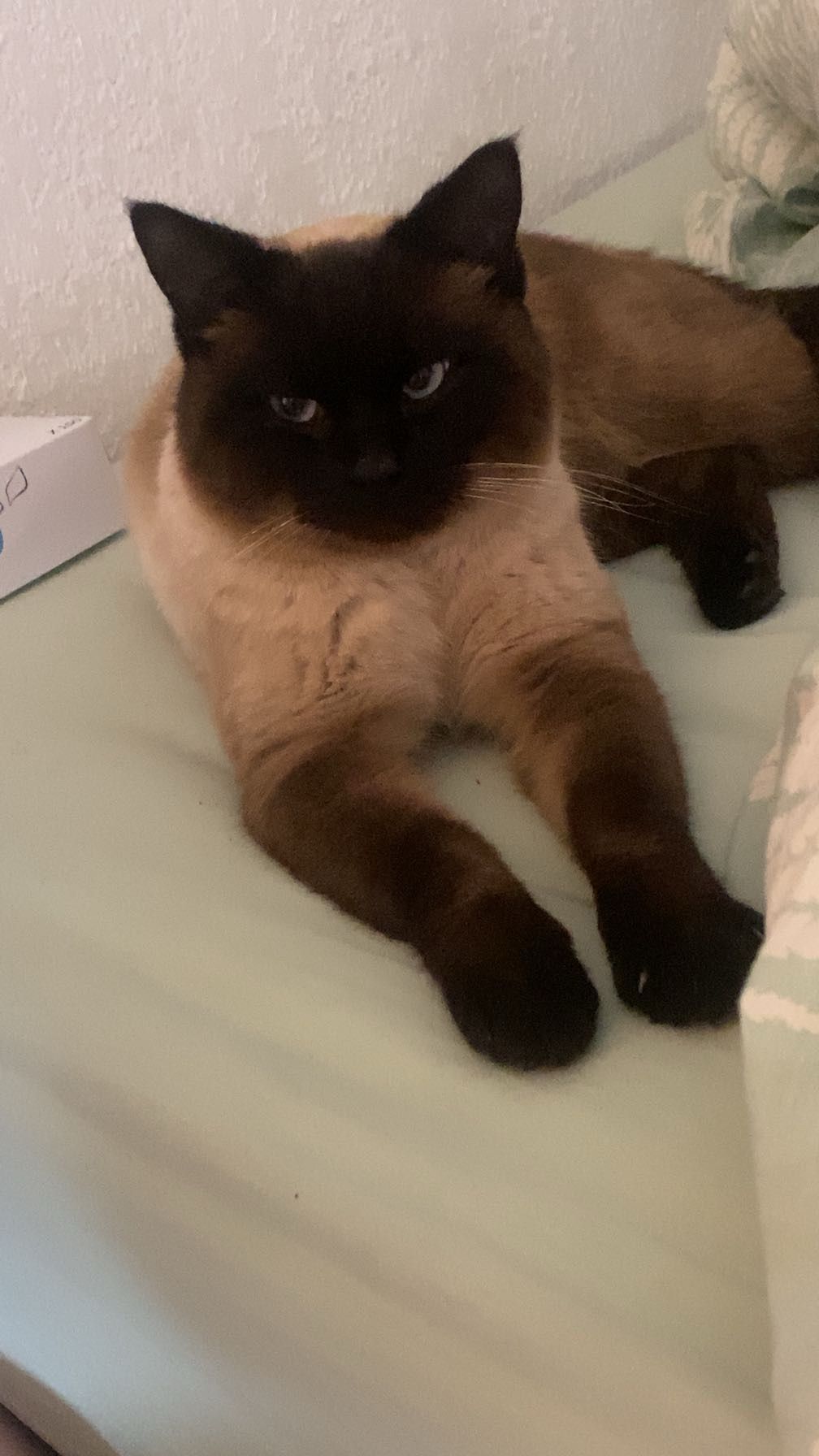 Berlioz - 14 Avenue du Maréchal Joffre, Lamalou-les-Bains