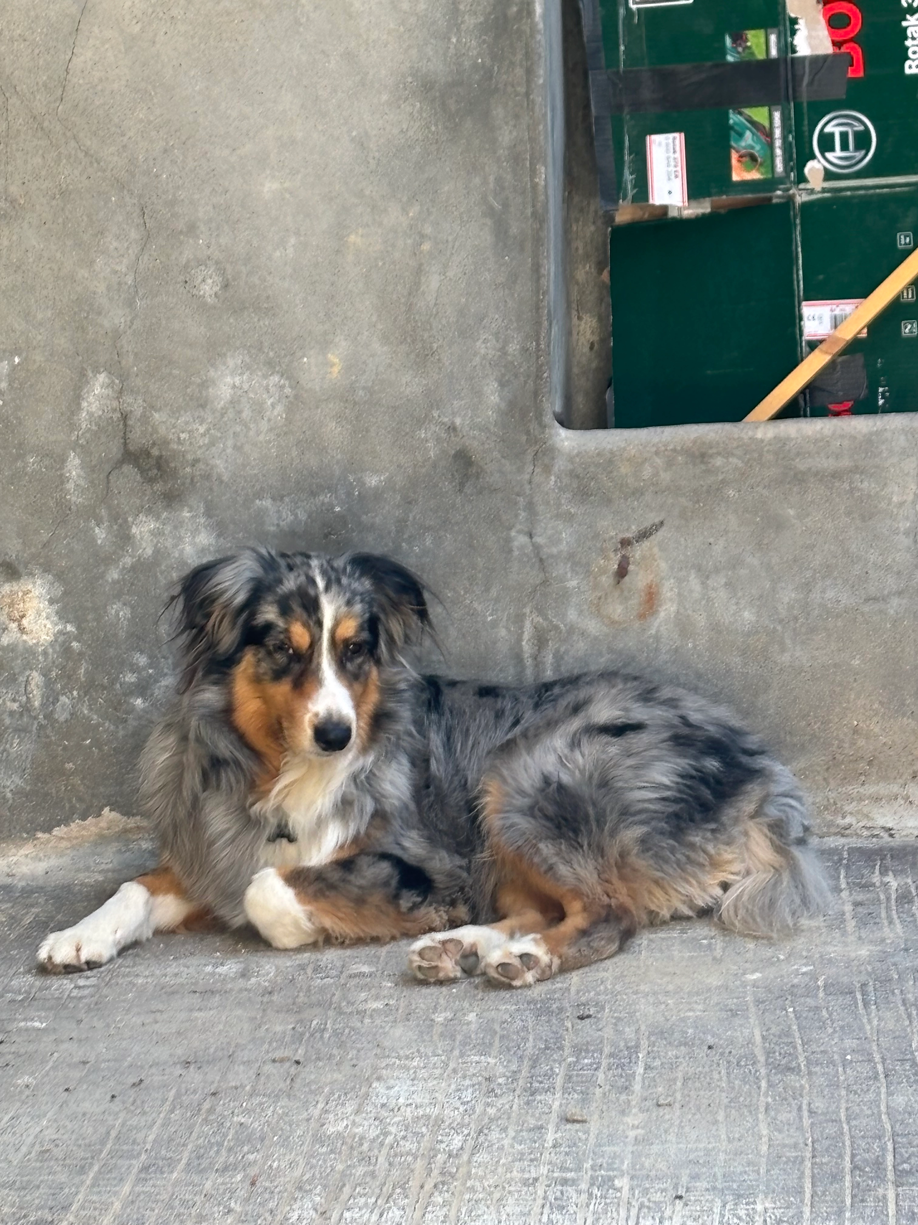 Tigrou  - Rue du Calvaire, La Copechagnière