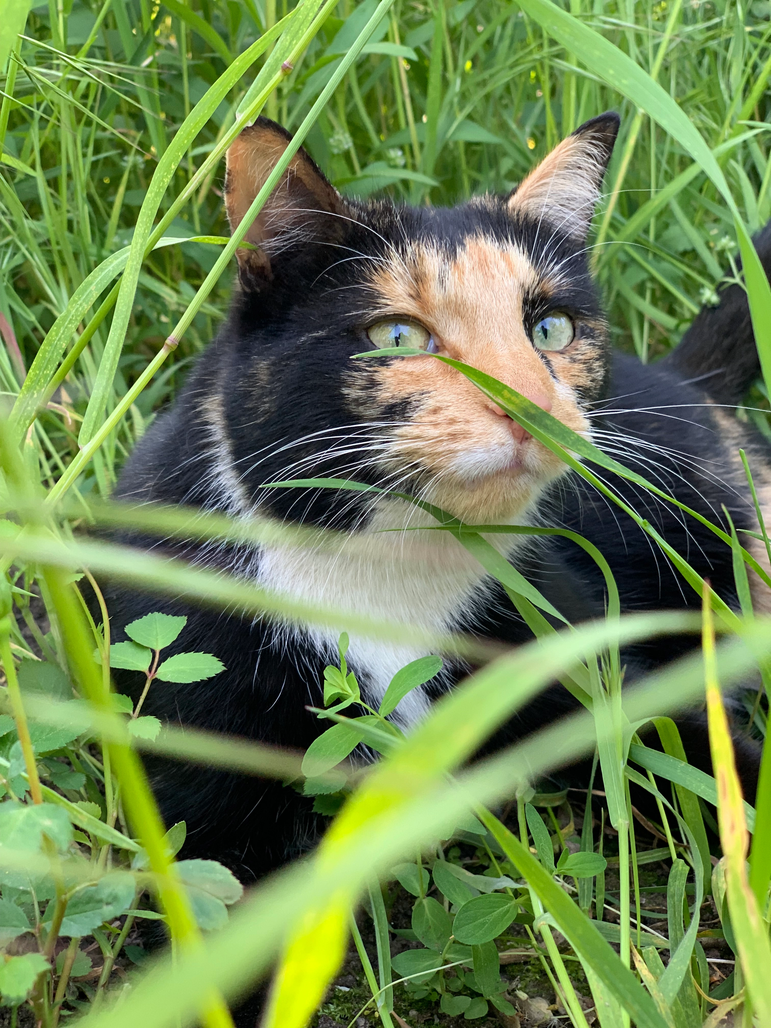 Fuffy - Dahlienweg, Halle