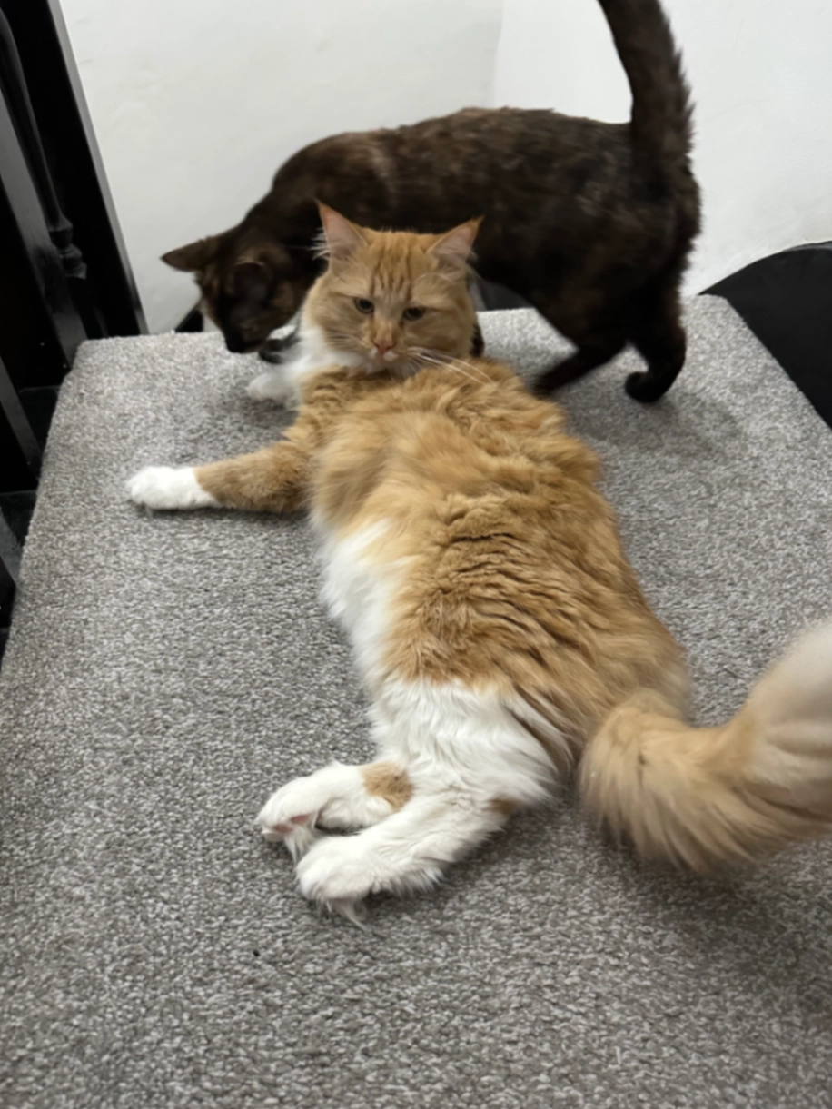 Ralph - Brading Avenue, Grantham