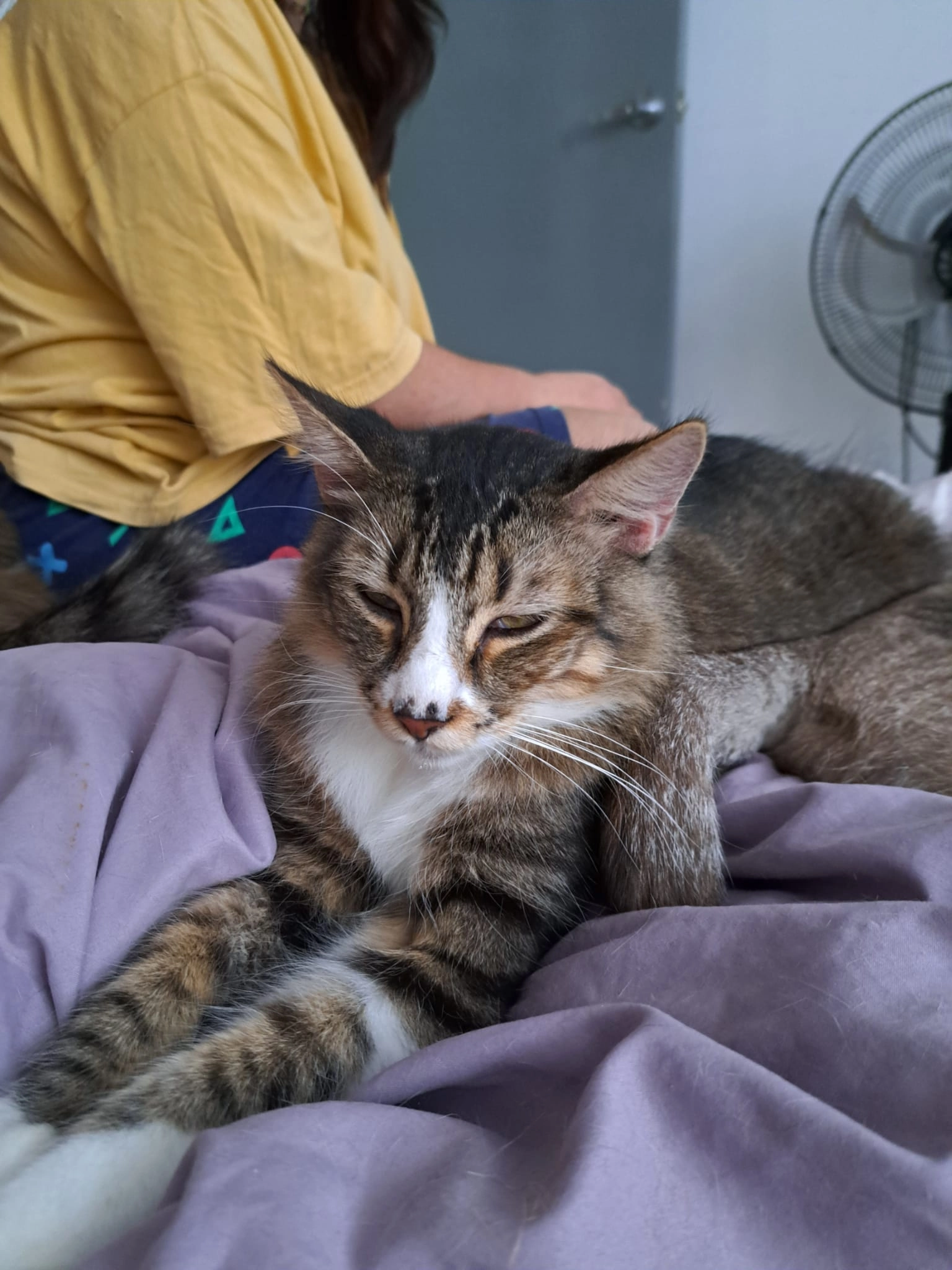 Atún  -   Calle del Escritor Pedro Messia, Córdoba