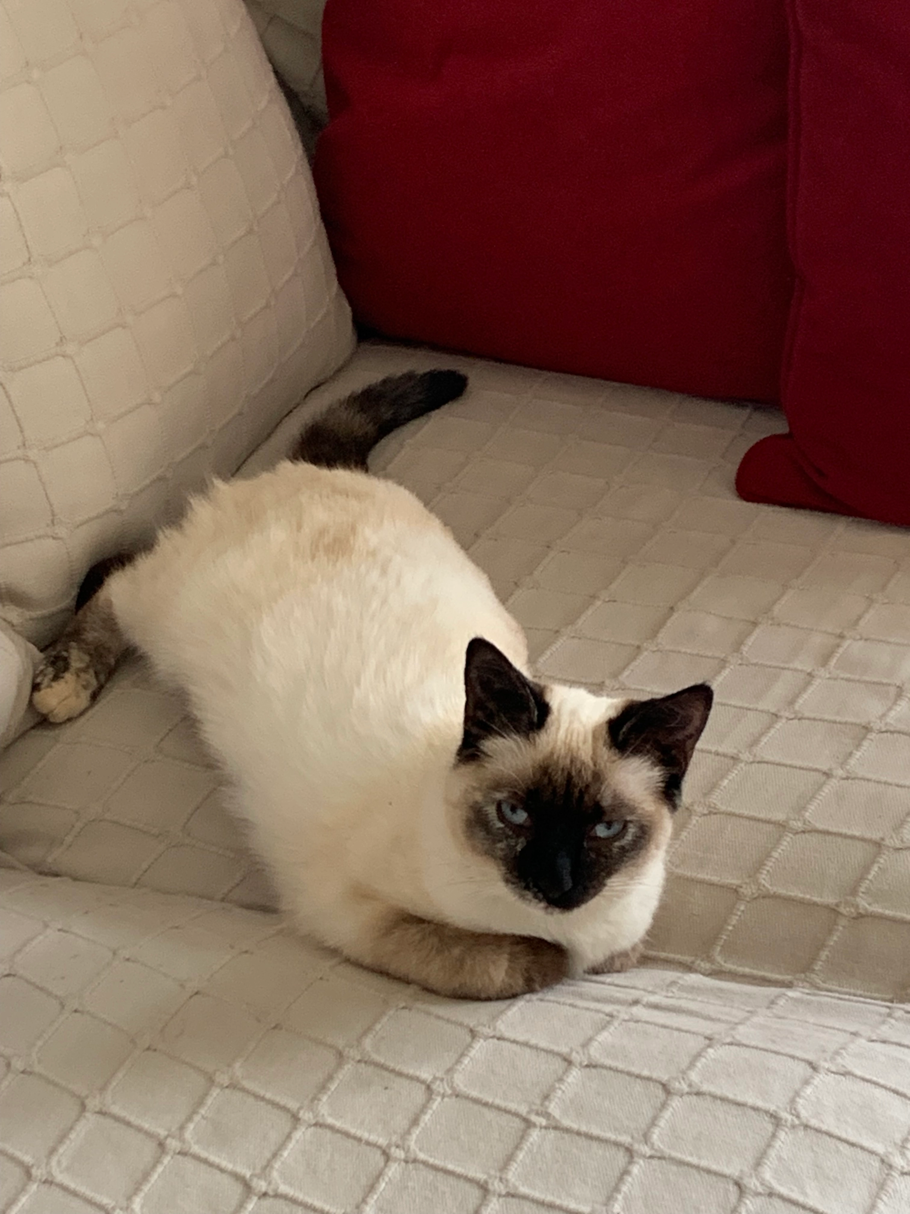 TITOUNETTE - 2 Rue Coste de Cami, Andoins