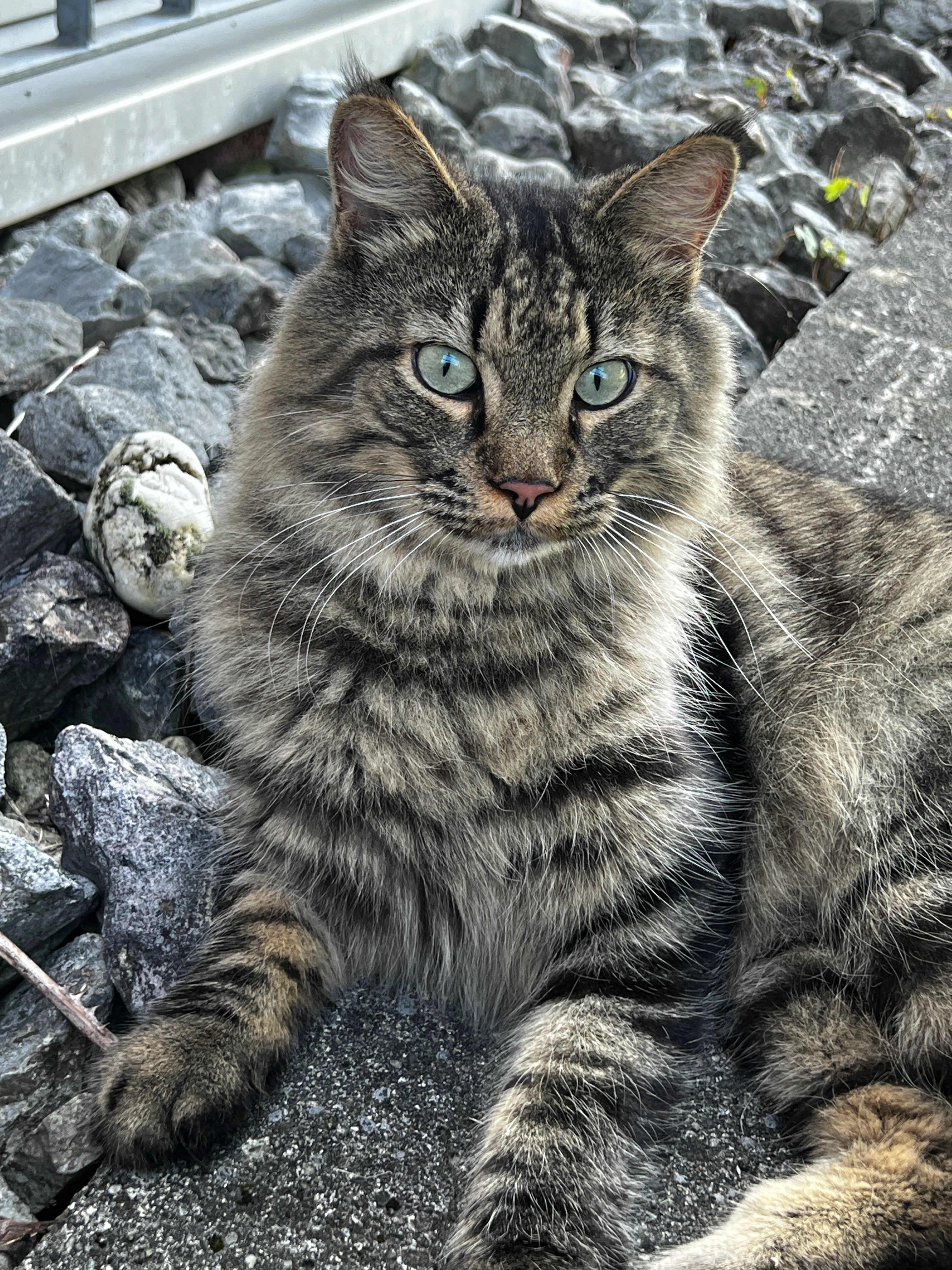 Jamie - Feldstrasse 11, Dรคniken